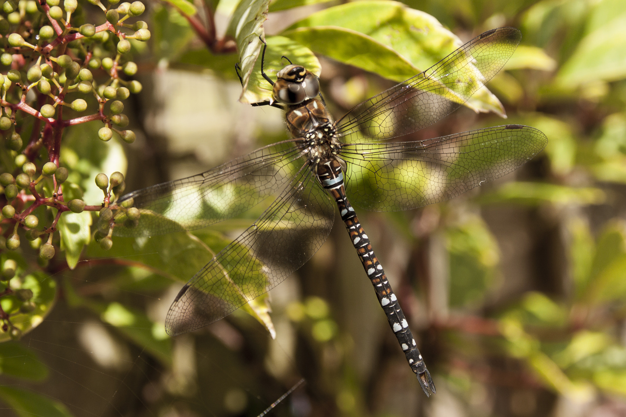 Canon EOS 500D (EOS Rebel T1i / EOS Kiss X3) sample photo. Dragonfly photography