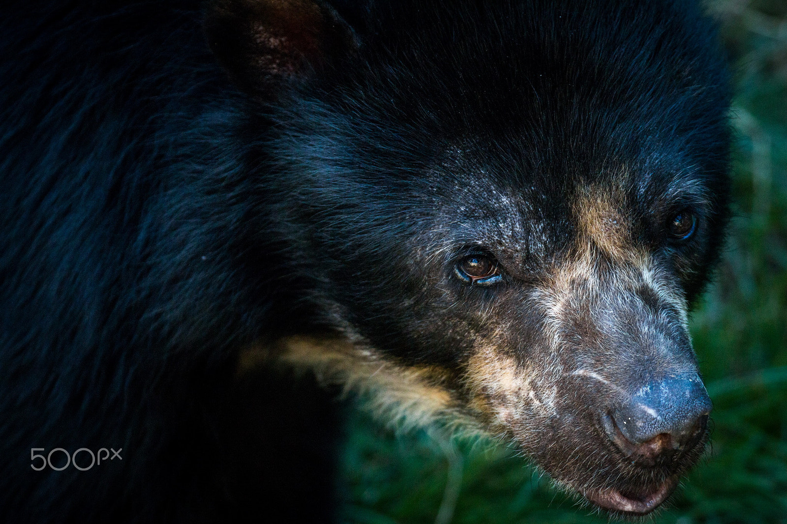 Canon EF 100-400mm F4.5-5.6L IS USM sample photo. Andean bear photography