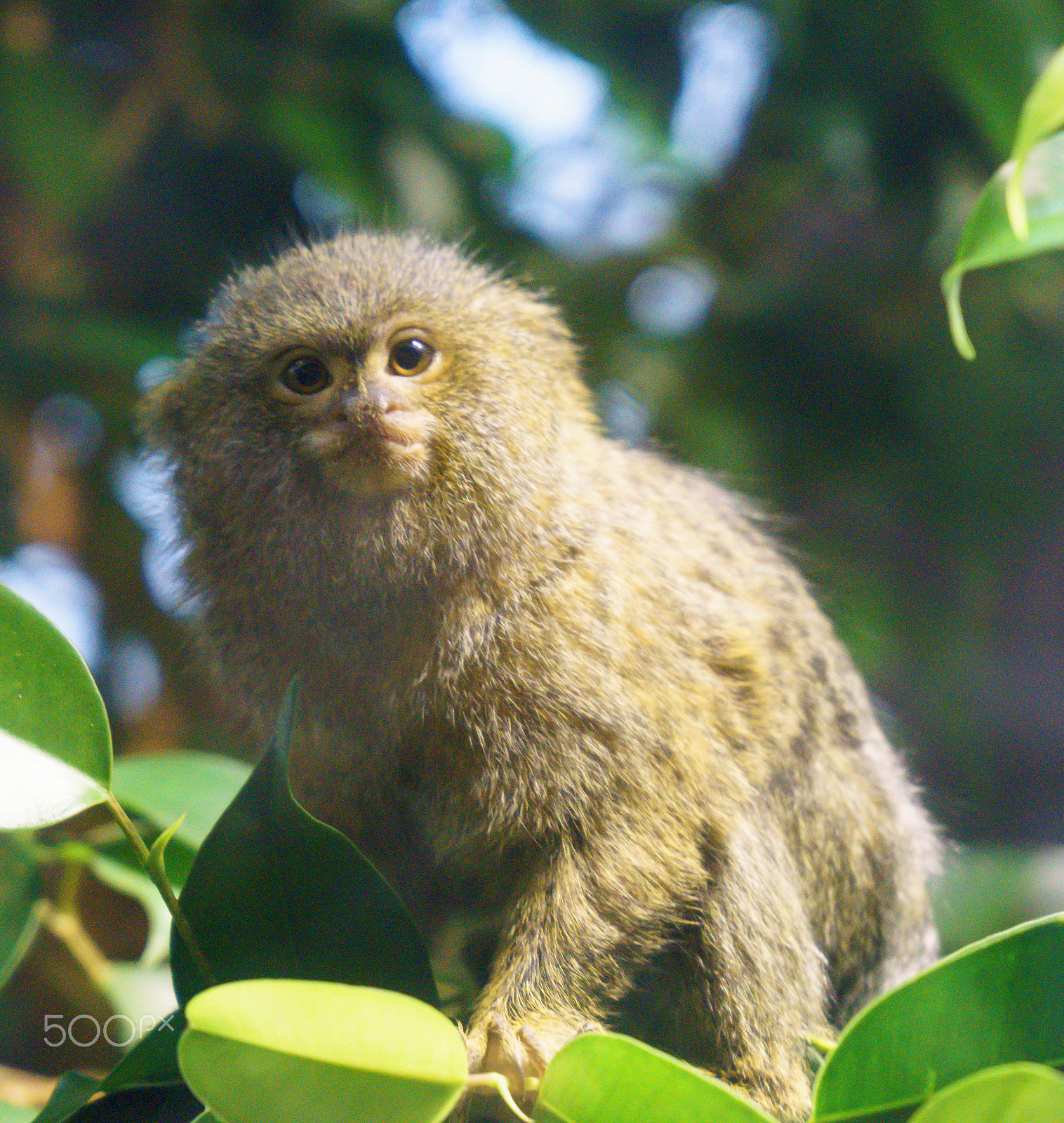 Sony a6000 + Sony FE 28-70mm F3.5-5.6 OSS sample photo. Pygmy marmoset photography