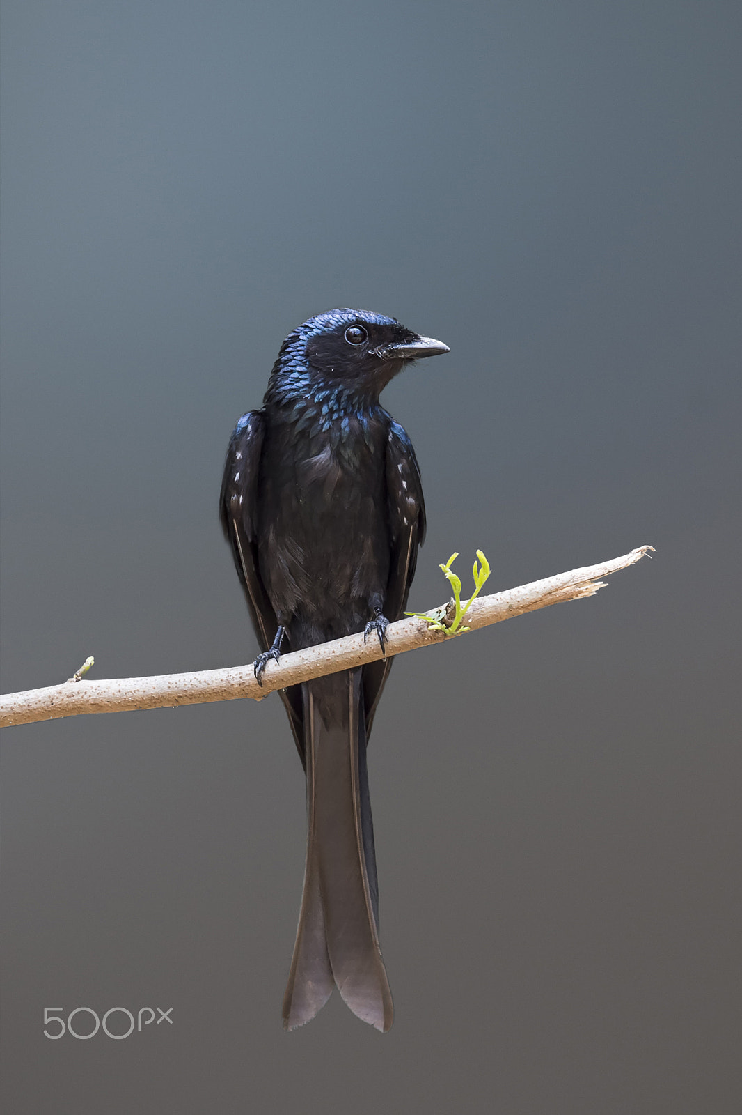 Nikon AF-S Nikkor 400mm F2.8G ED VR II sample photo. Black drongo photography