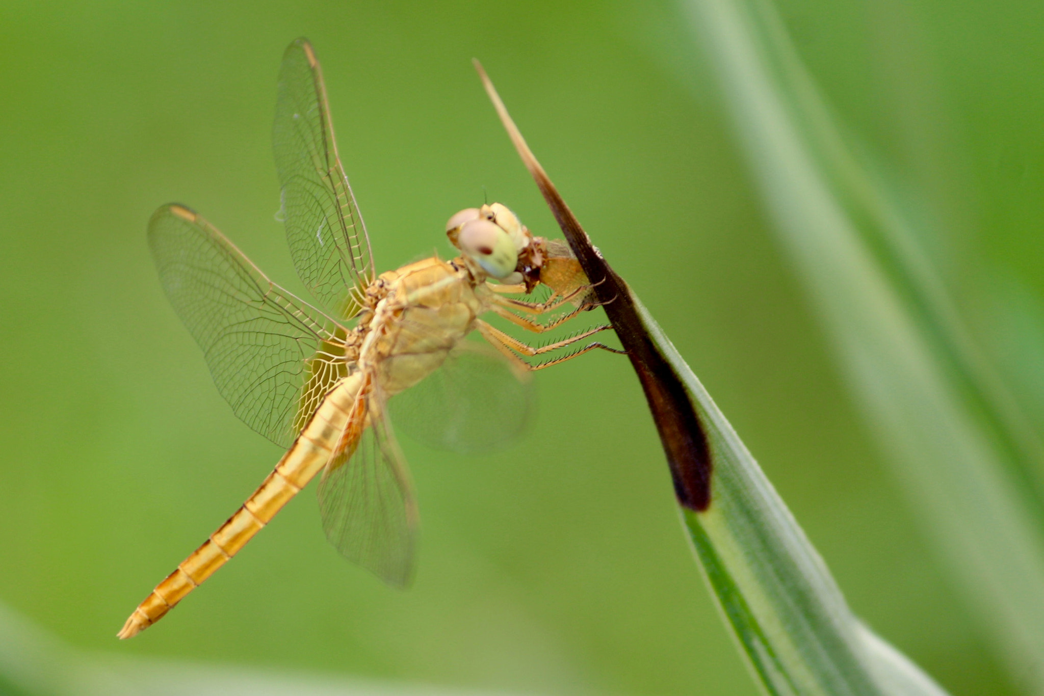 Canon EF-S 55-250mm F4-5.6 IS II sample photo. Beauty in gold photography