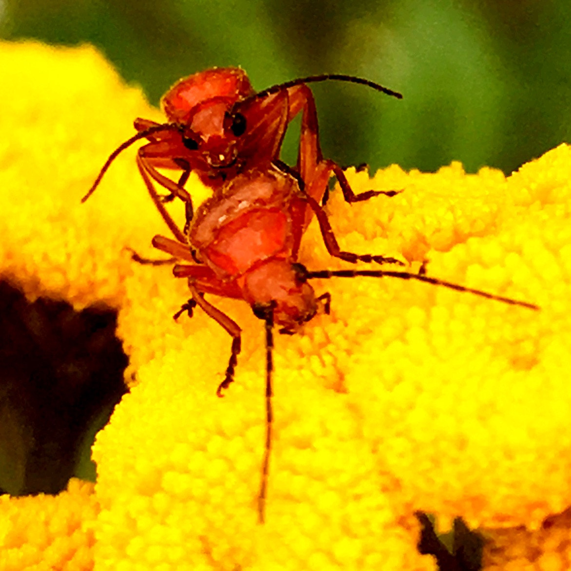 Apple iPhone8,1 sample photo. Insects love? photography