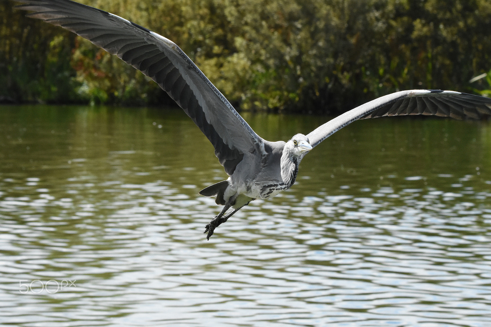 Tamron SP 150-600mm F5-6.3 Di VC USD sample photo. A grey heron bird saying "hello!" photography