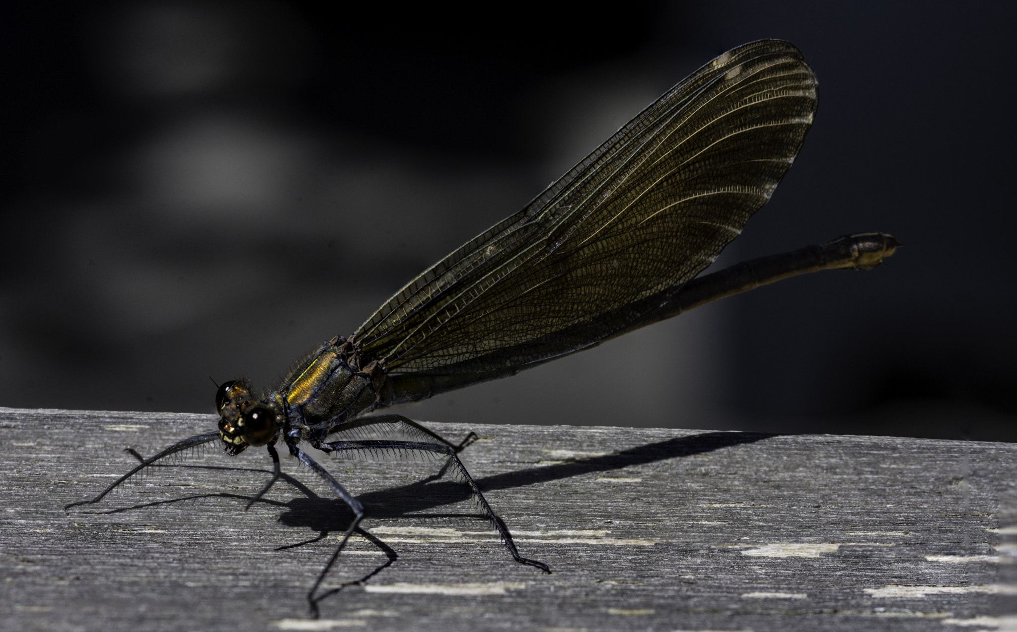 Nikon D7200 + Sigma 105mm F2.8 EX DG Macro sample photo. Dragonfly photography