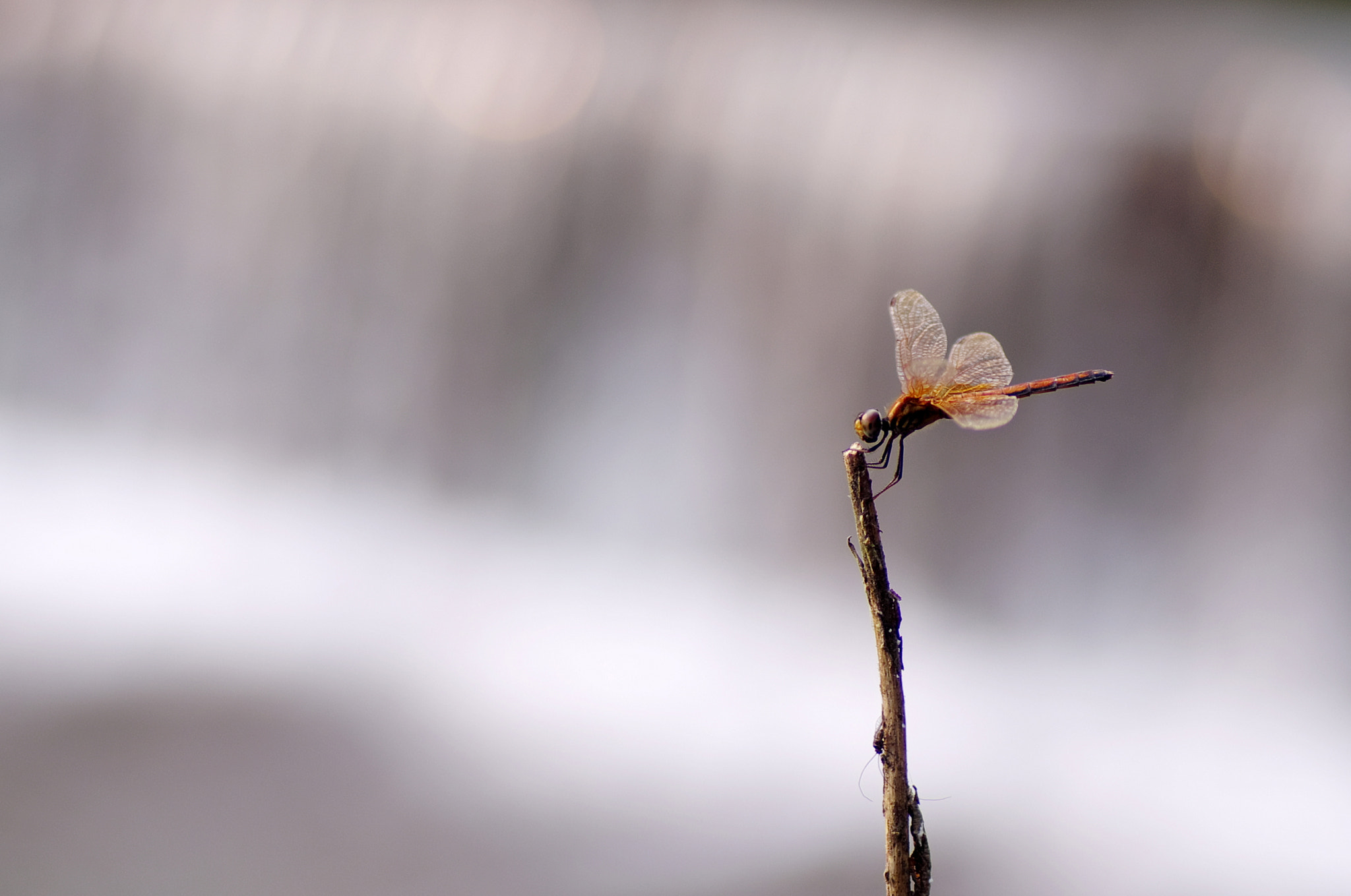 Pentax K-5 sample photo. A dragonfly photography