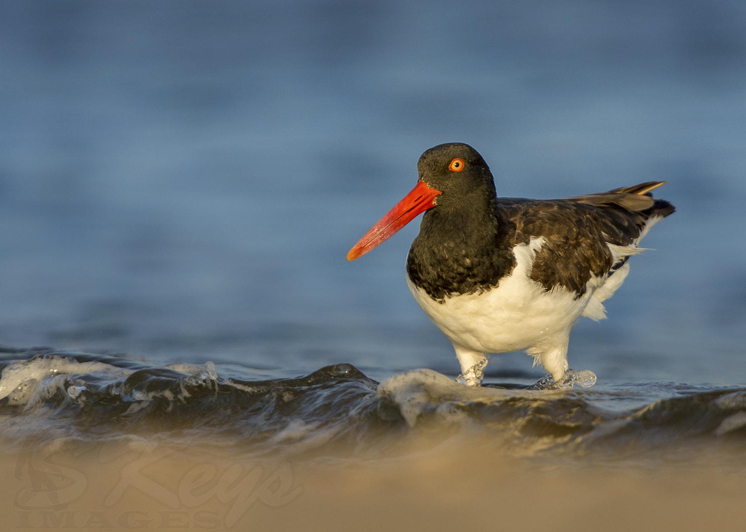 Nikon D7200 + Sigma 500mm F4.5 EX DG HSM sample photo. Wader (oystercatcher) photography