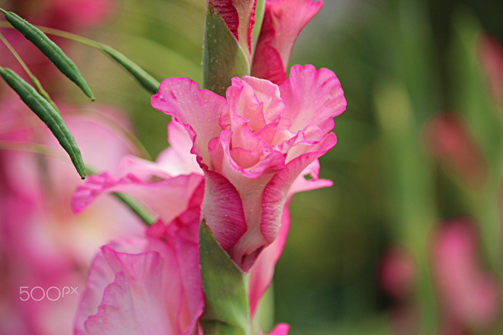 Canon EOS 600D (Rebel EOS T3i / EOS Kiss X5) + 55.0 - 250.0 mm sample photo. Blossoming gladiolas photography