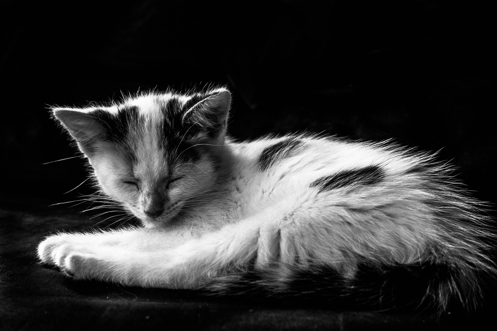 Olympus M.Zuiko Digital 14-42mm F3.5-5.6 II sample photo. Tired young kitten photography