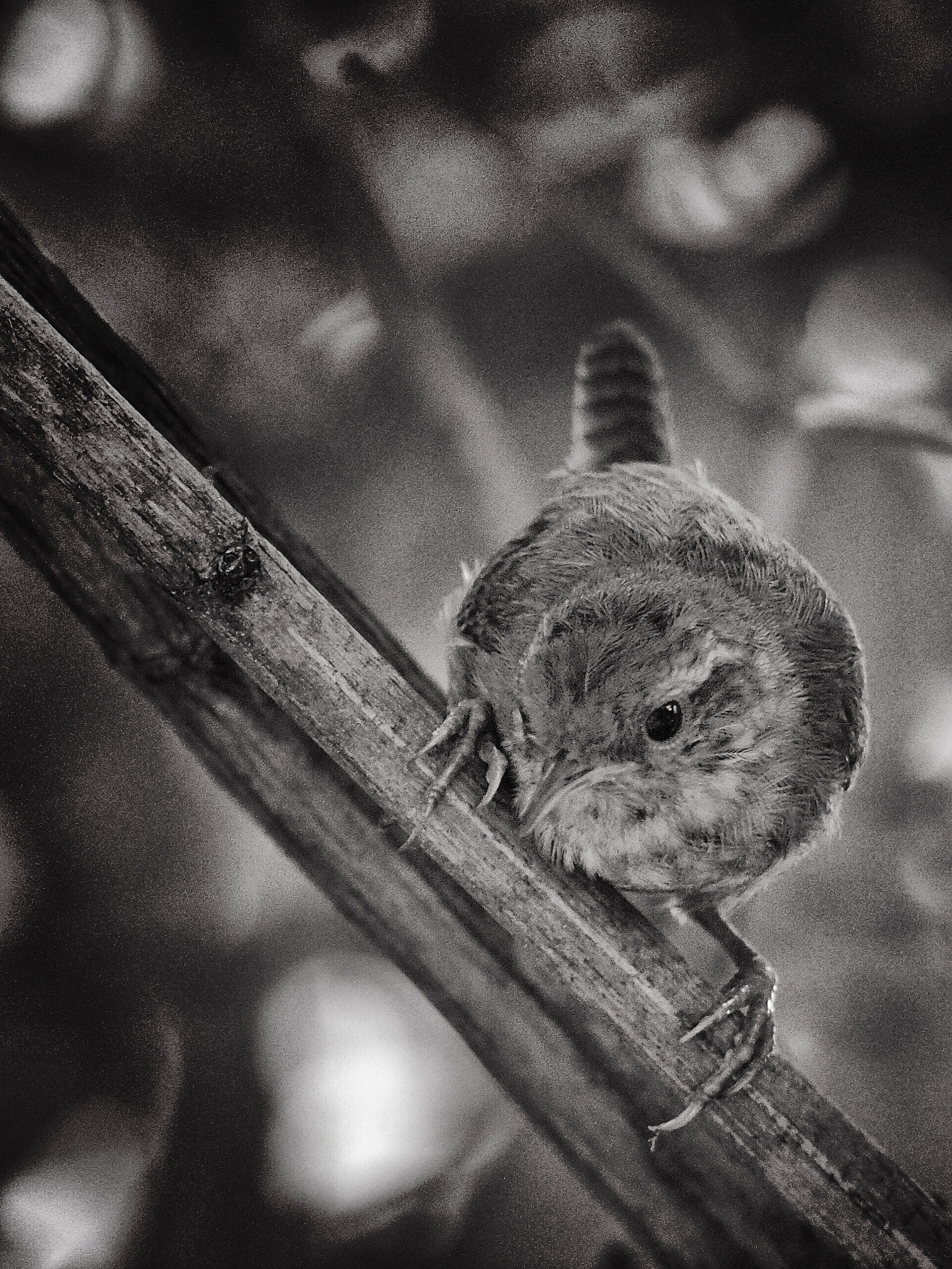 Olympus PEN E-PL7 sample photo. Little bird photography