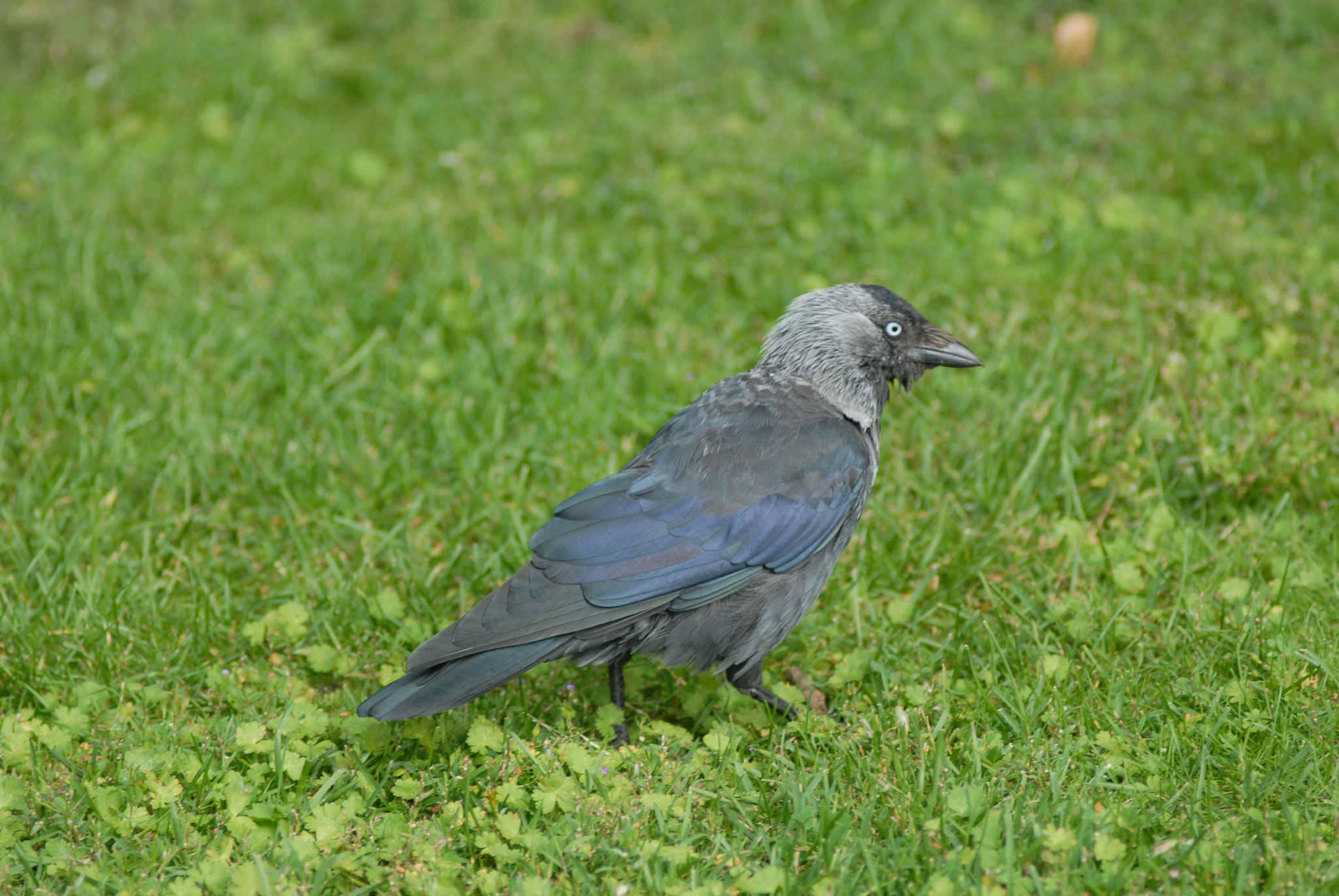 Nikon D200 + Manual Lens No CPU sample photo. Галчонок photography