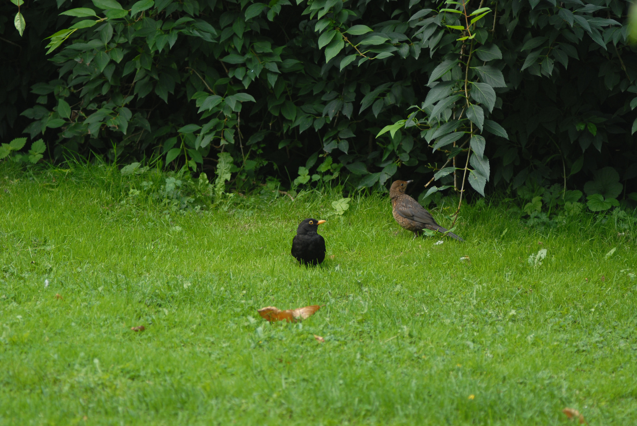 Nikon D200 + Manual Lens No CPU sample photo. Черный дрозд и его жена photography