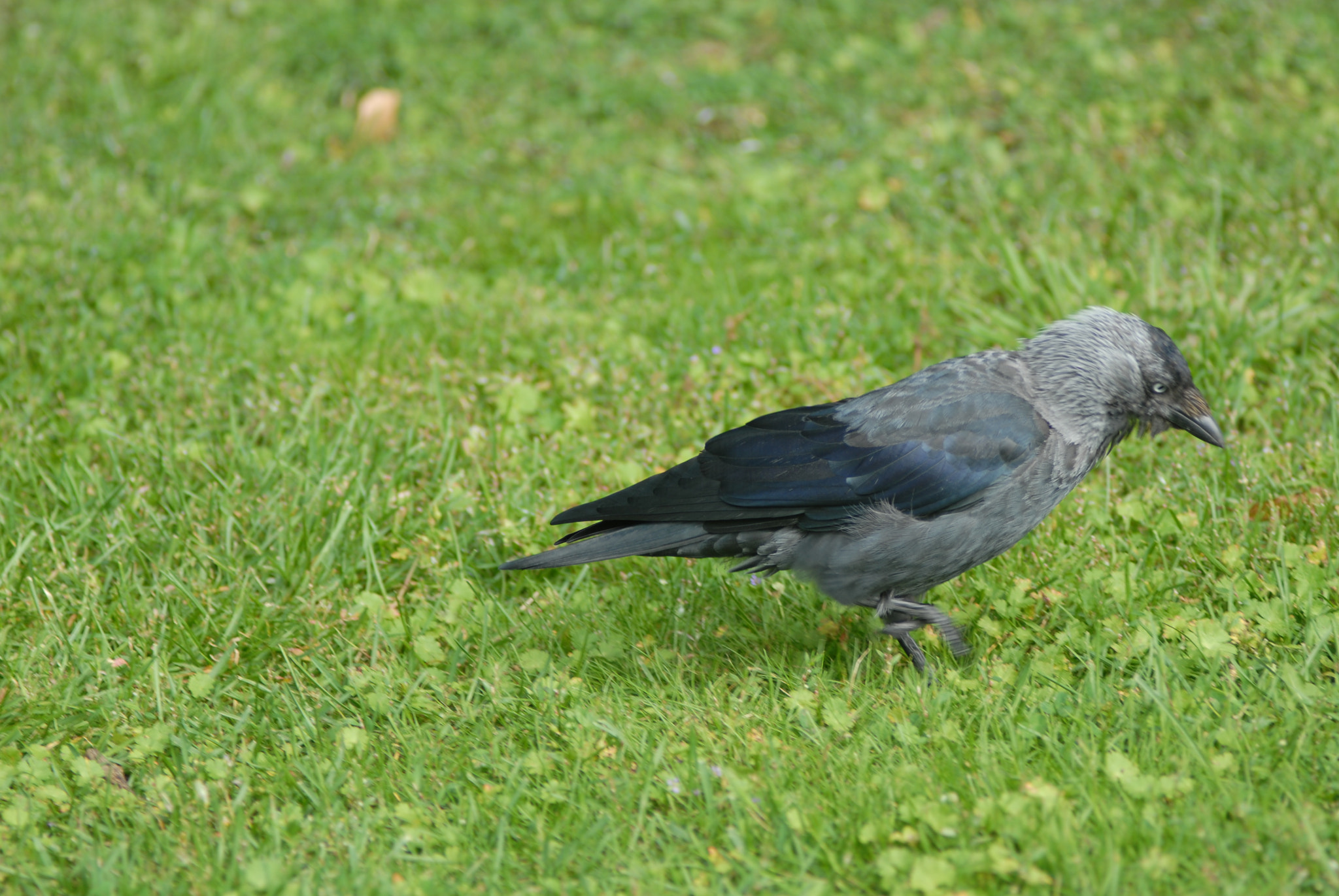 Nikon D200 + Manual Lens No CPU sample photo. Галка photography