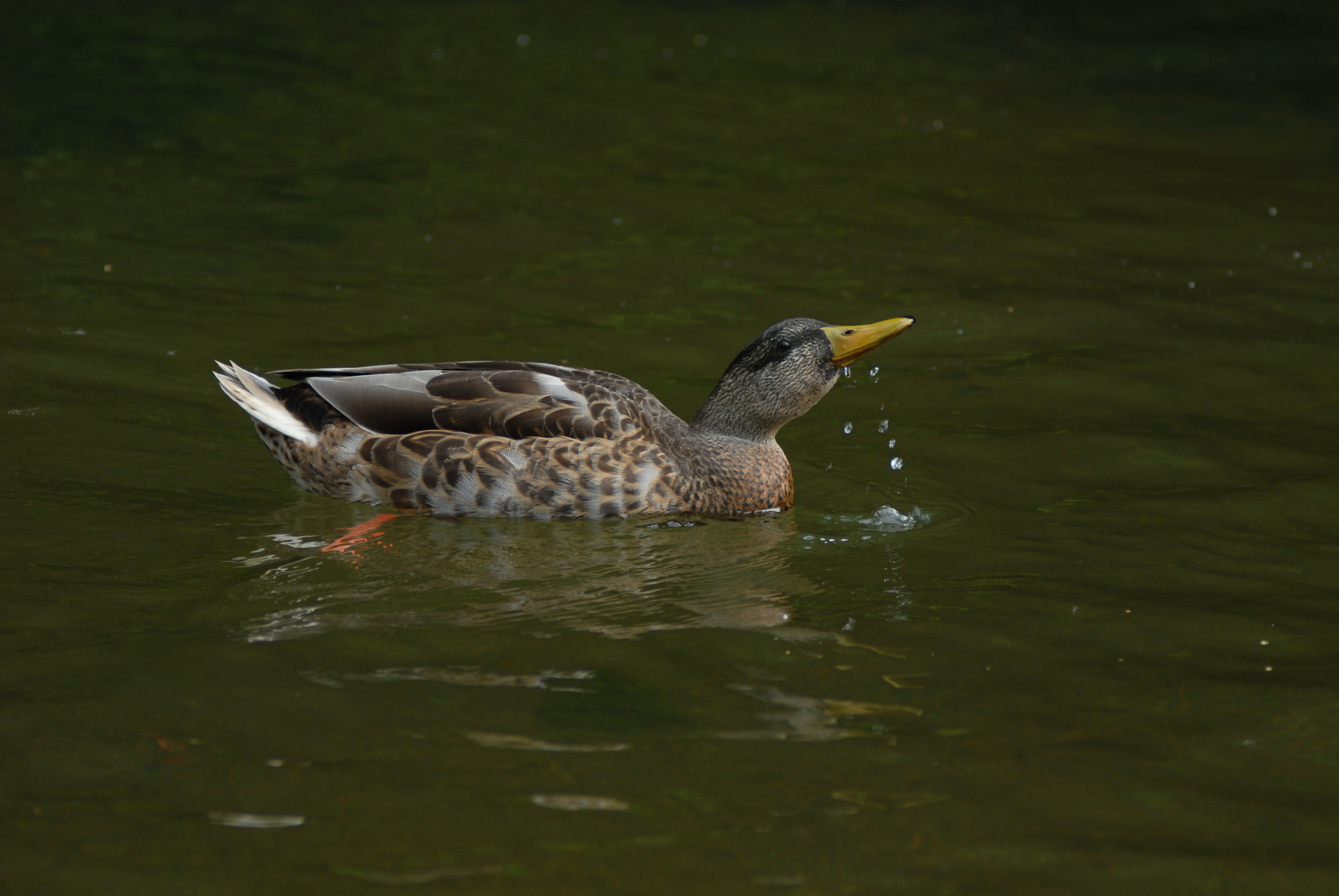 Nikon D200 + Manual Lens No CPU sample photo. Drinking water... photography
