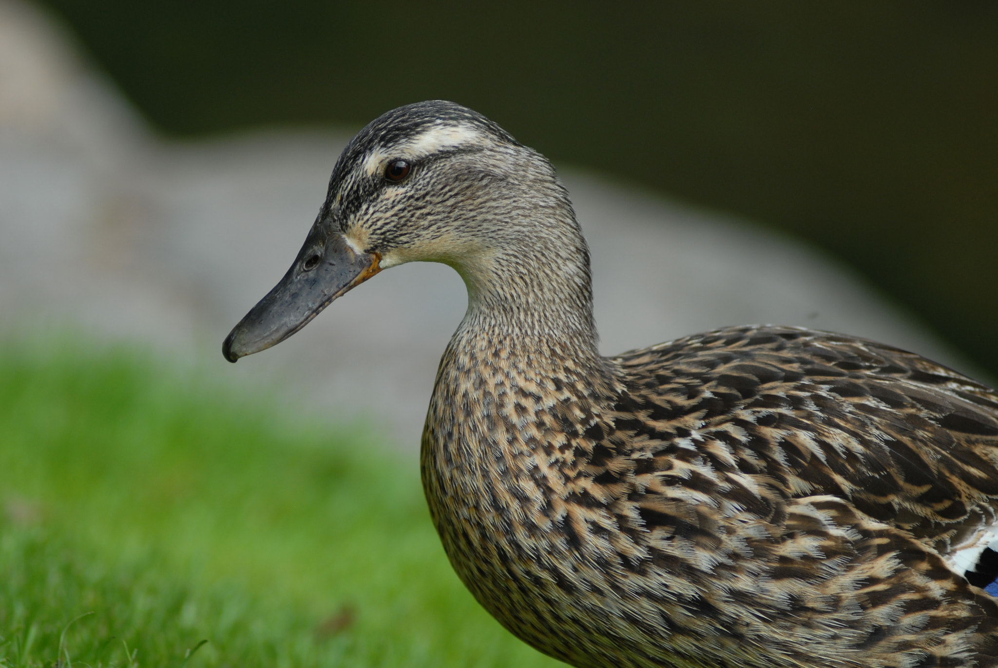 Nikon D200 + Manual Lens No CPU sample photo. Duck photography
