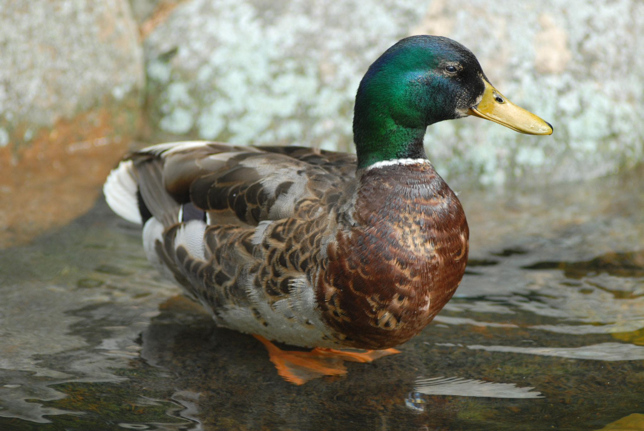 Nikon D200 + Manual Lens No CPU sample photo. Drake photography