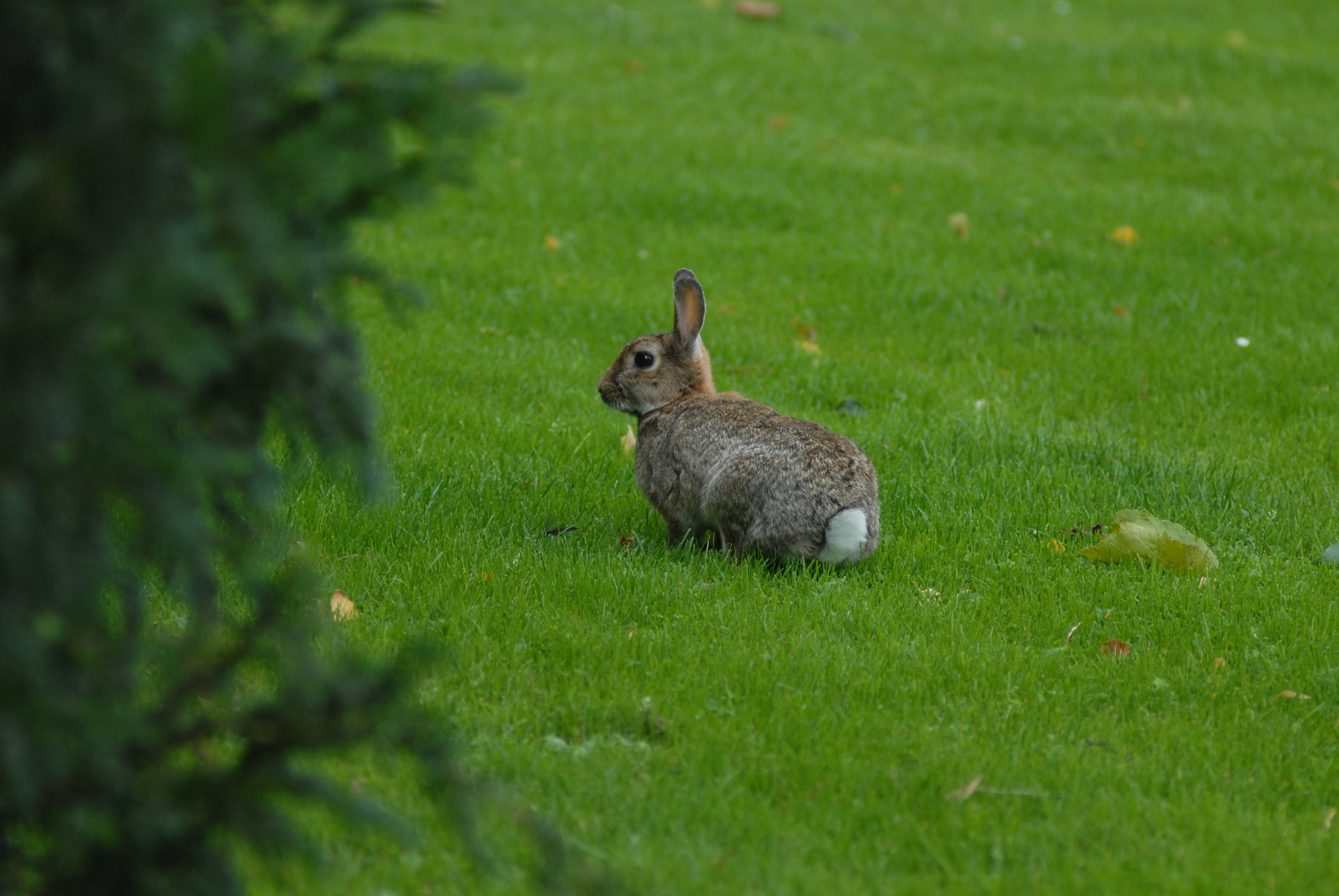 Nikon D200 + Manual Lens No CPU sample photo. Rabbit photography