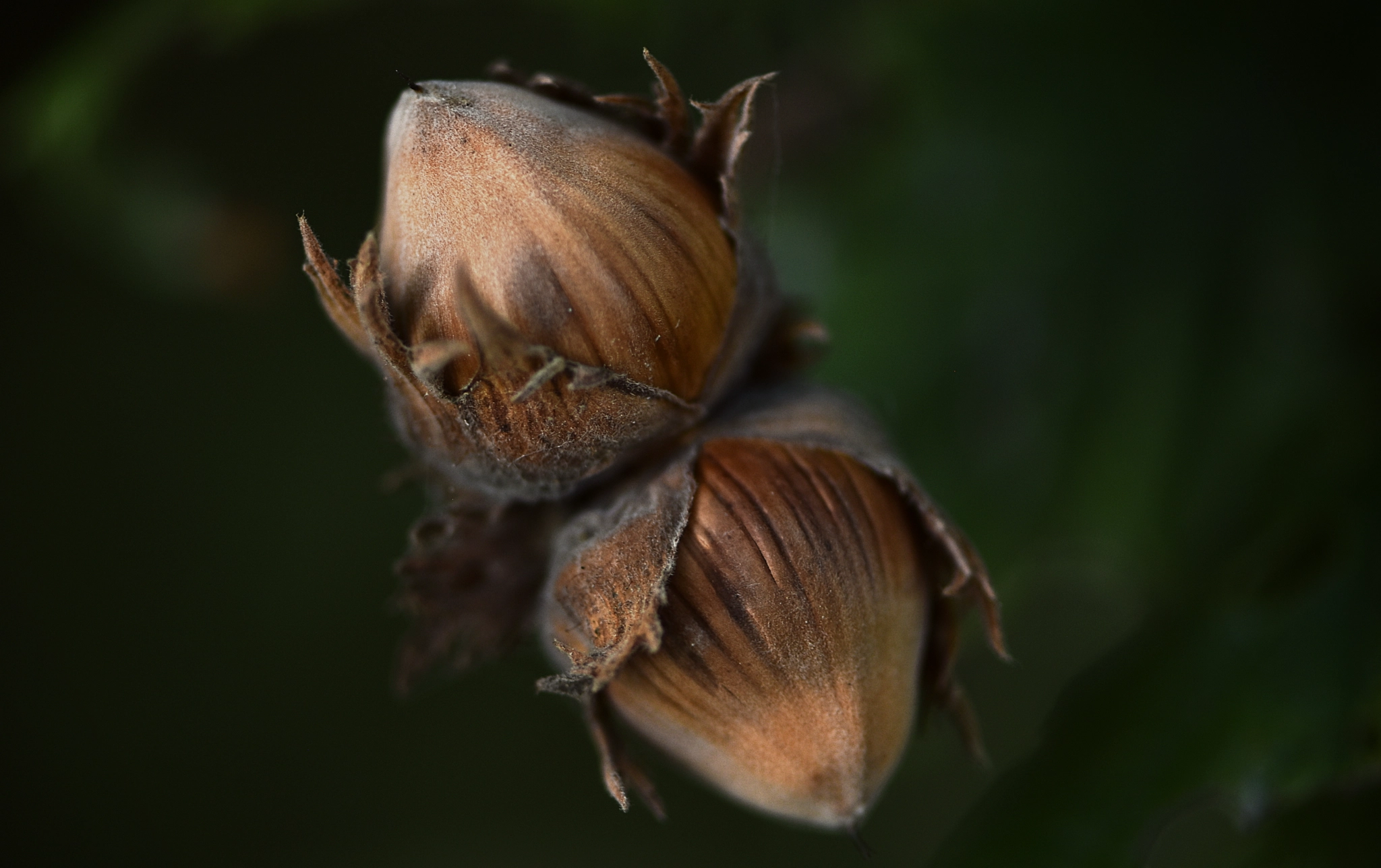 Nikon AF-S Micro-Nikkor 105mm F2.8G IF-ED VR sample photo. Hazelnut photography