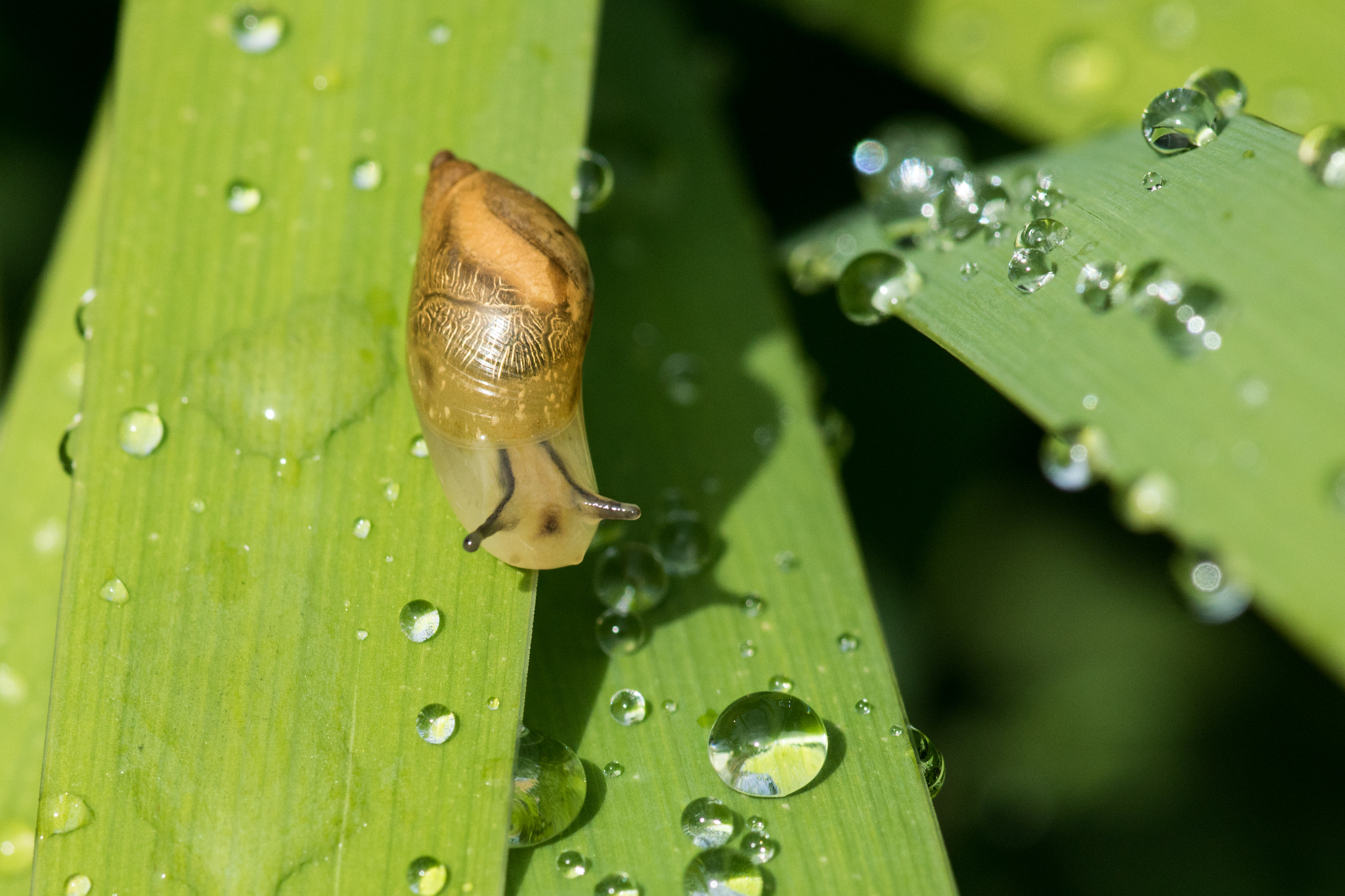 Sony ILCA-77M2 + Minolta AF 100mm F2.8 Macro [New] sample photo. Snail  travelin after rain photography