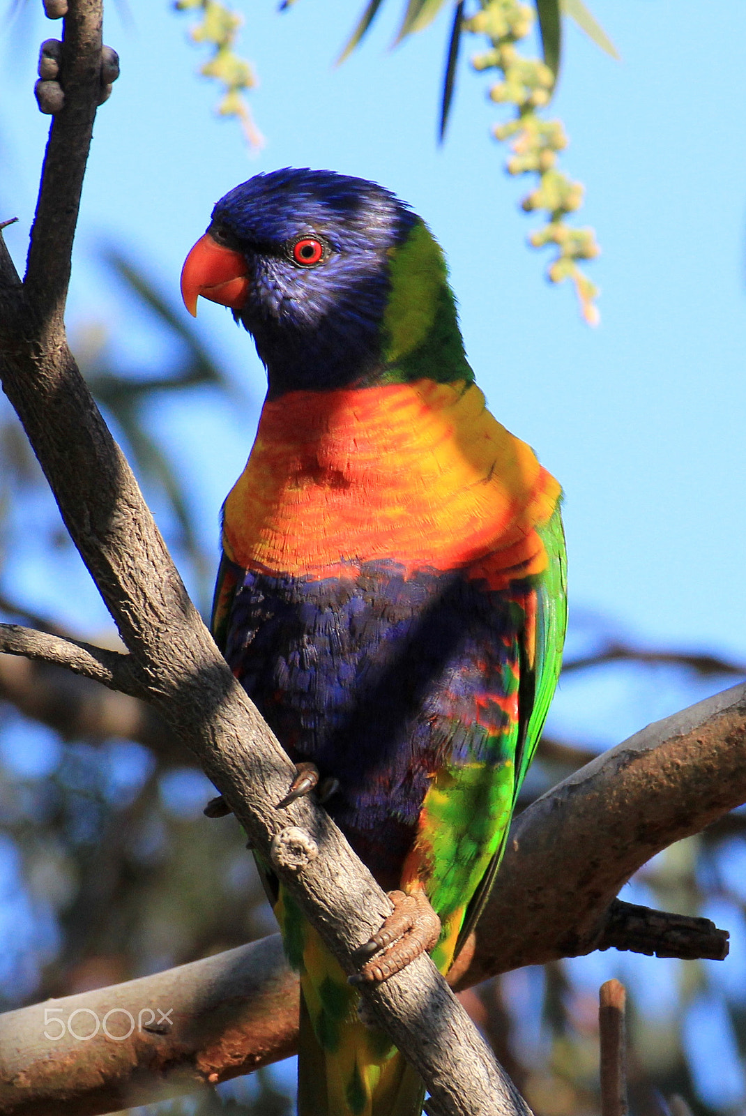 Canon EF 100-400mm F4.5-5.6L IS USM sample photo. Rainbow lorikeet photography
