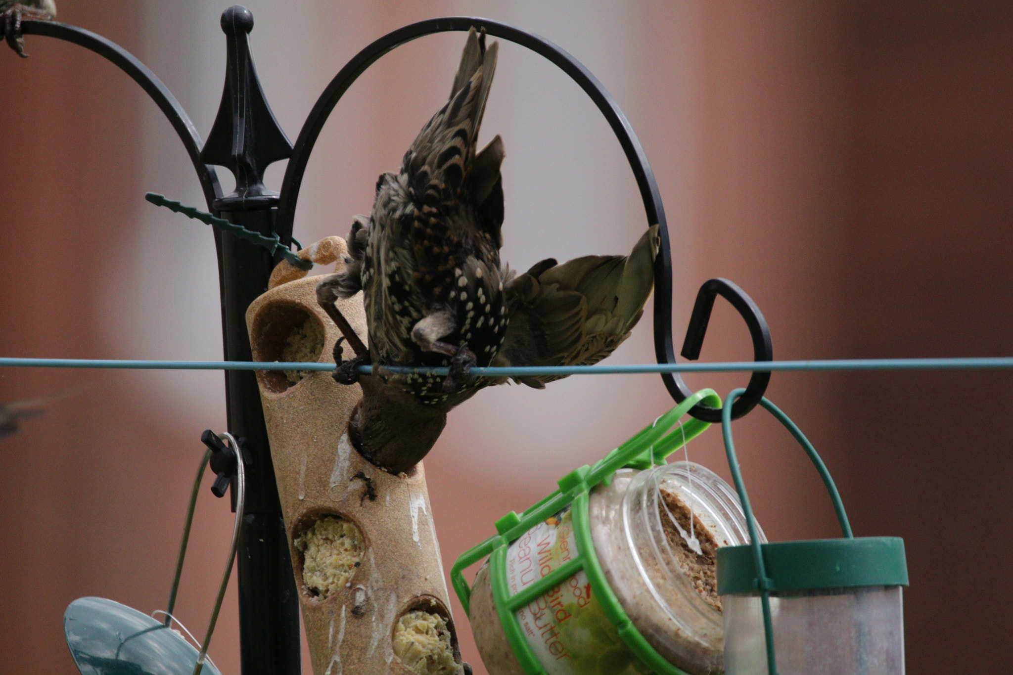 Sigma 150-600mm F5-6.3 DG OS HSM | C sample photo. Img_6276.jpg photography