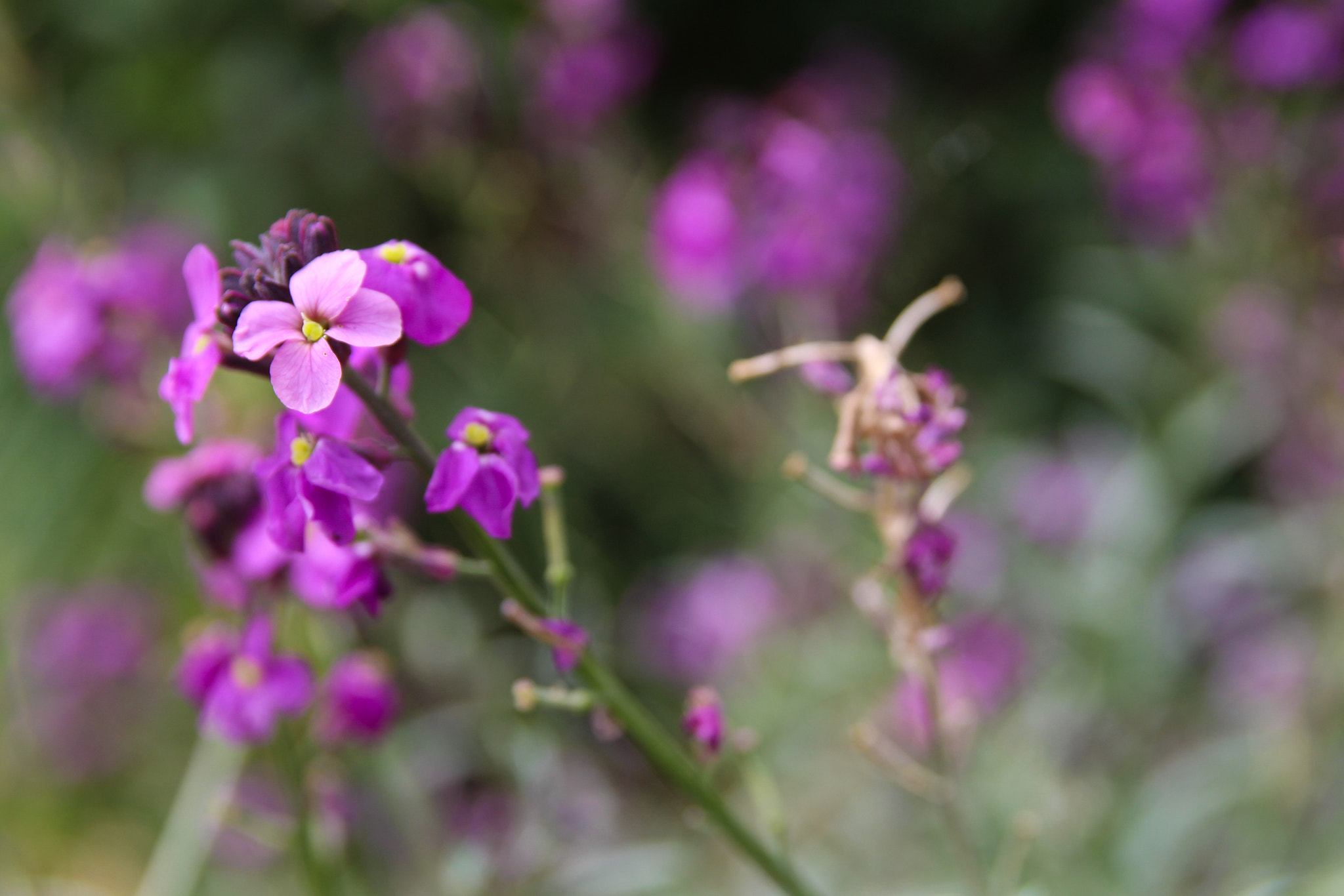 Canon EOS 1200D (EOS Rebel T5 / EOS Kiss X70 / EOS Hi) + Sigma 18-50mm f/2.8 Macro sample photo. Purple flowers photography