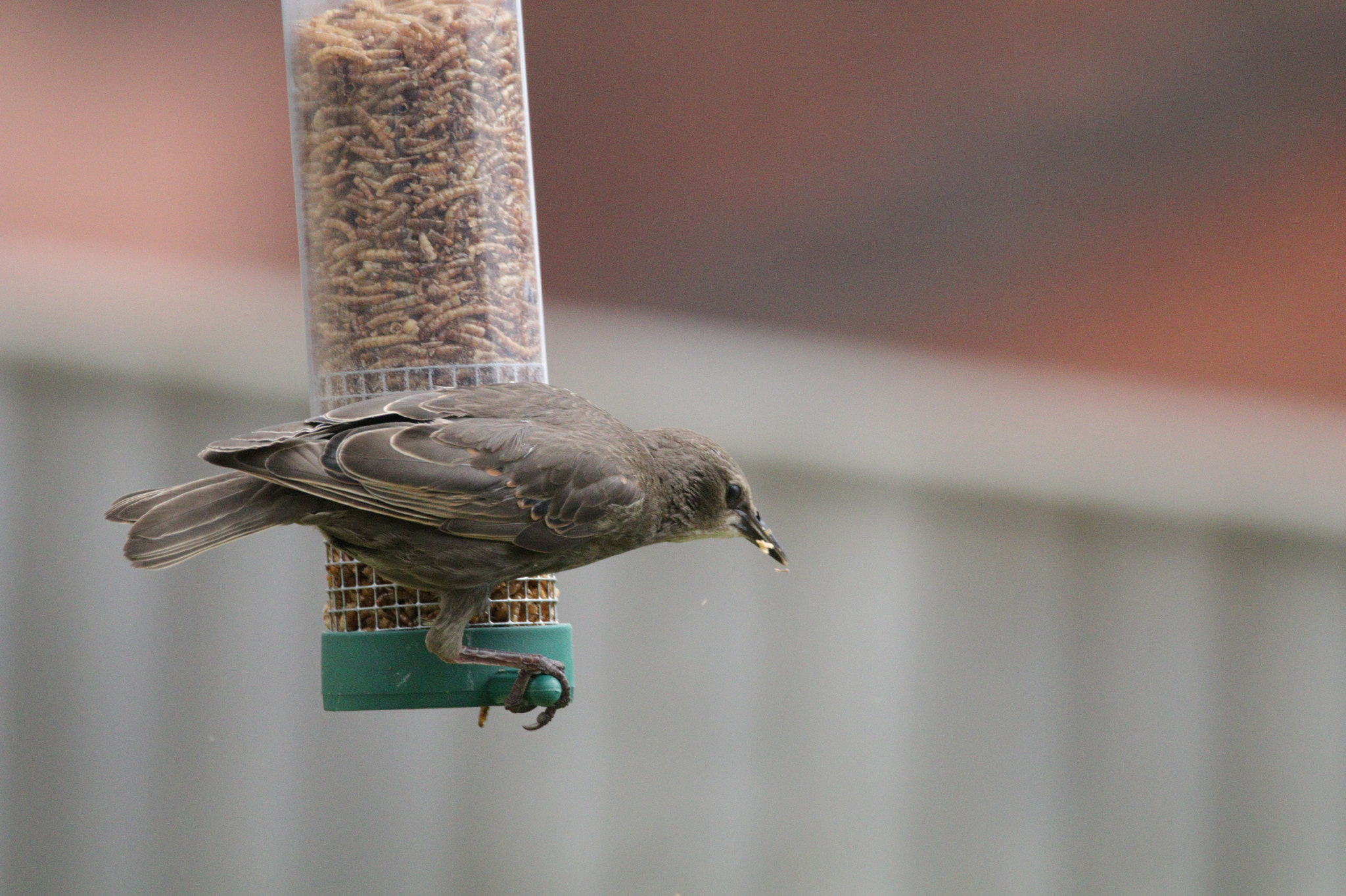 Sigma 150-600mm F5-6.3 DG OS HSM | C sample photo. Img_6304.jpg photography