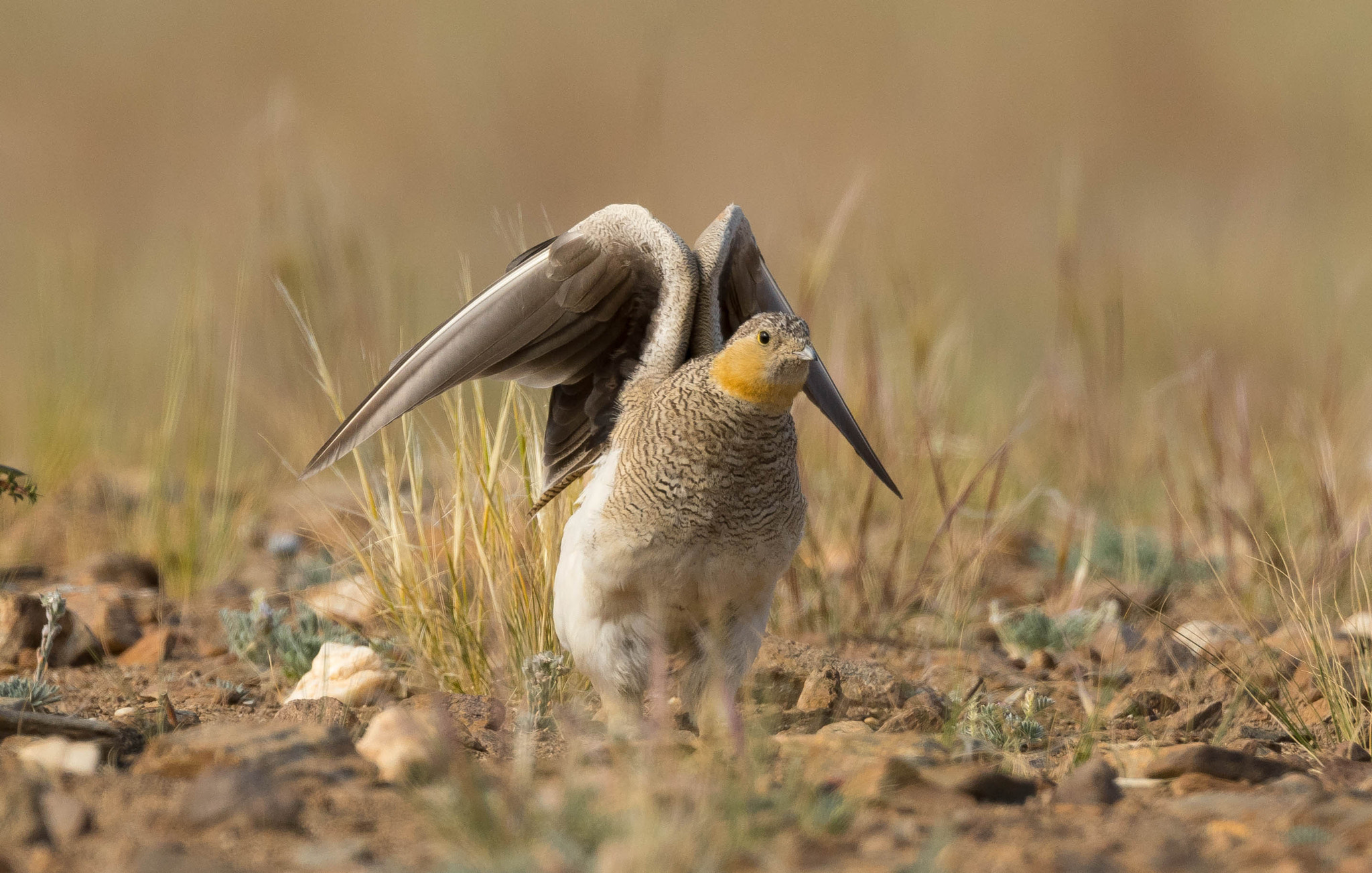 Nikon AF-S Nikkor 500mm F4E FL ED VR sample photo. Tibetan sandgrouse photography