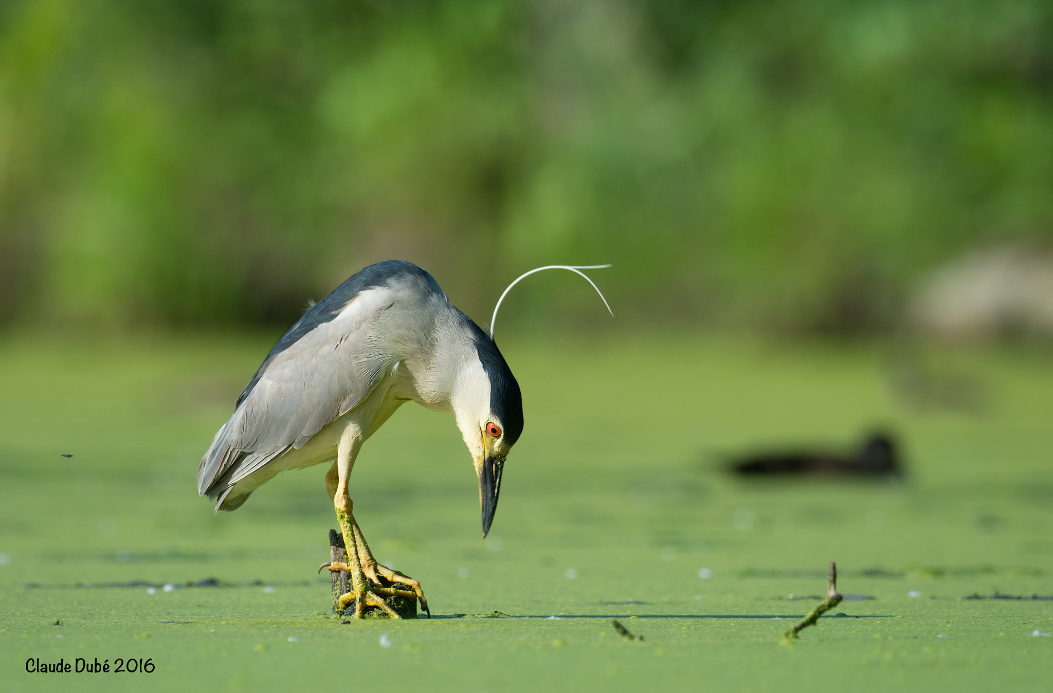 Nikon AF-S Nikkor 800mm F5.6E FL ED VR sample photo. Bihoreau gris, nycticorax nycticorax, black-crowned night-heron photography