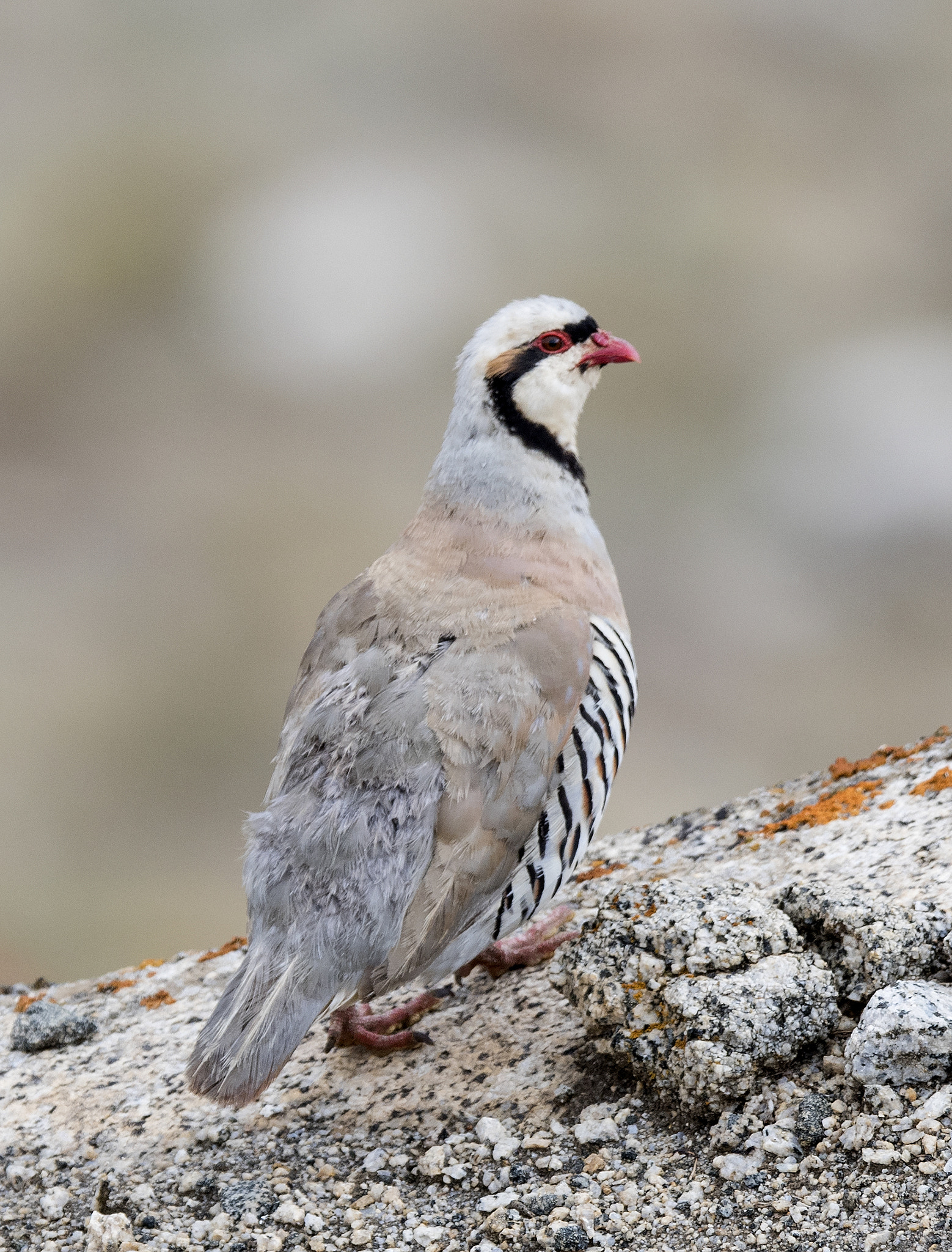 Nikon AF-S Nikkor 500mm F4E FL ED VR sample photo. Chukar patridge photography