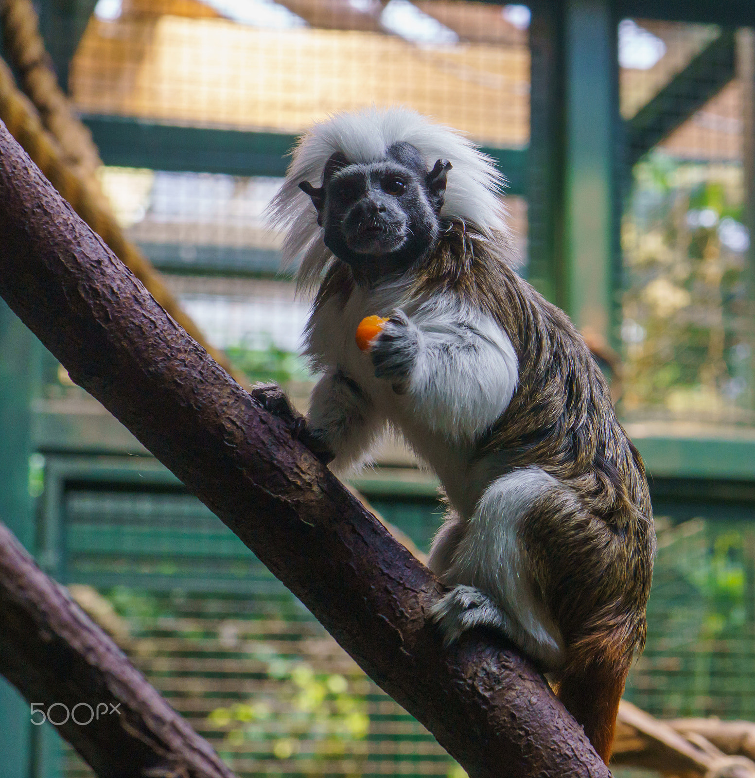 Sony a6000 + Sony FE 28-70mm F3.5-5.6 OSS sample photo. Marmoset on the tree photography