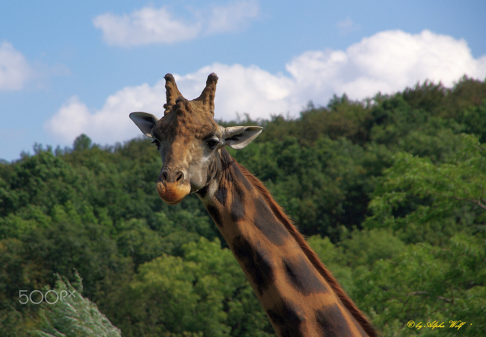Pentax K10D sample photo. Giraffe photography