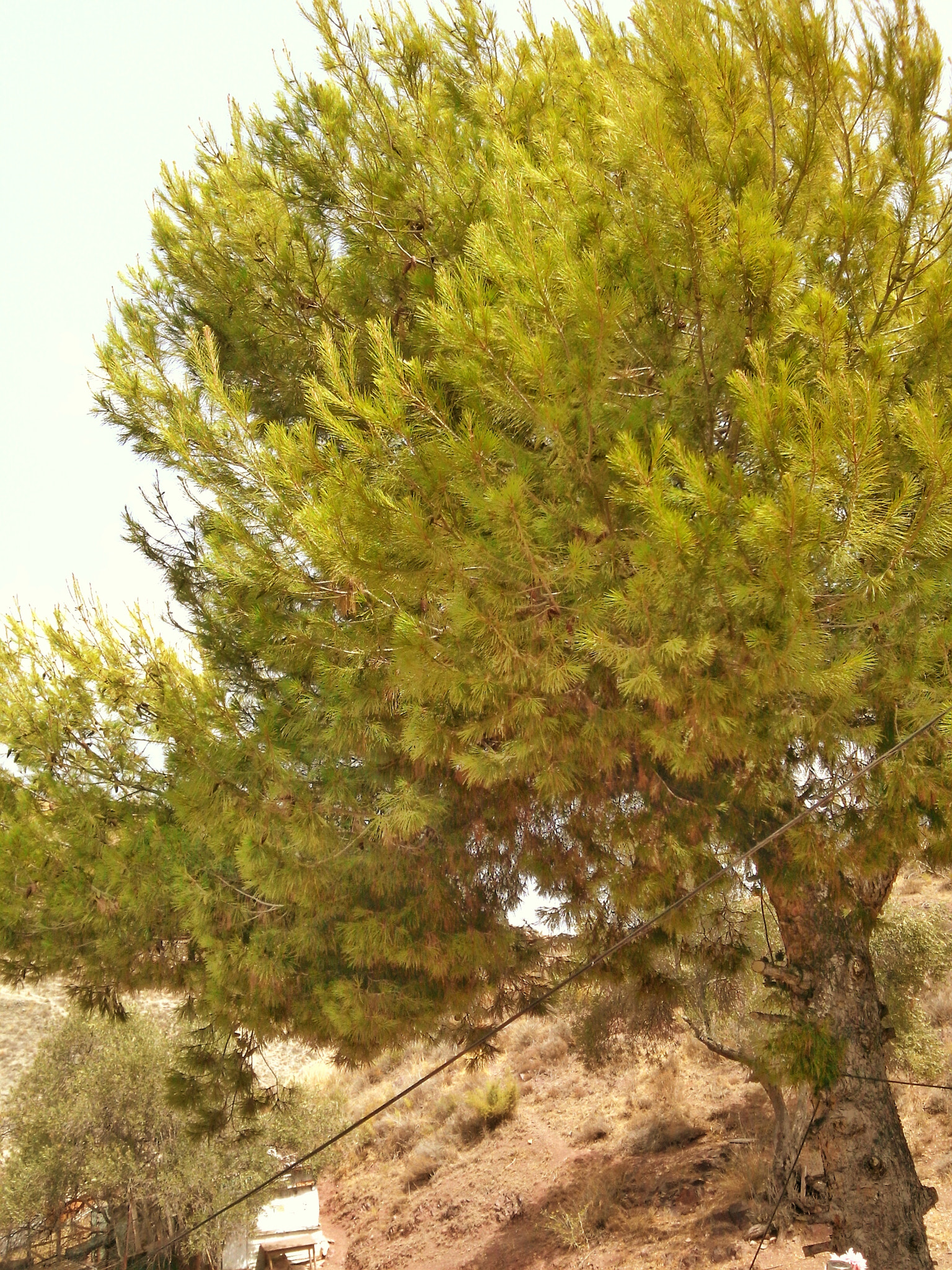 LG G Pro Lite sample photo
