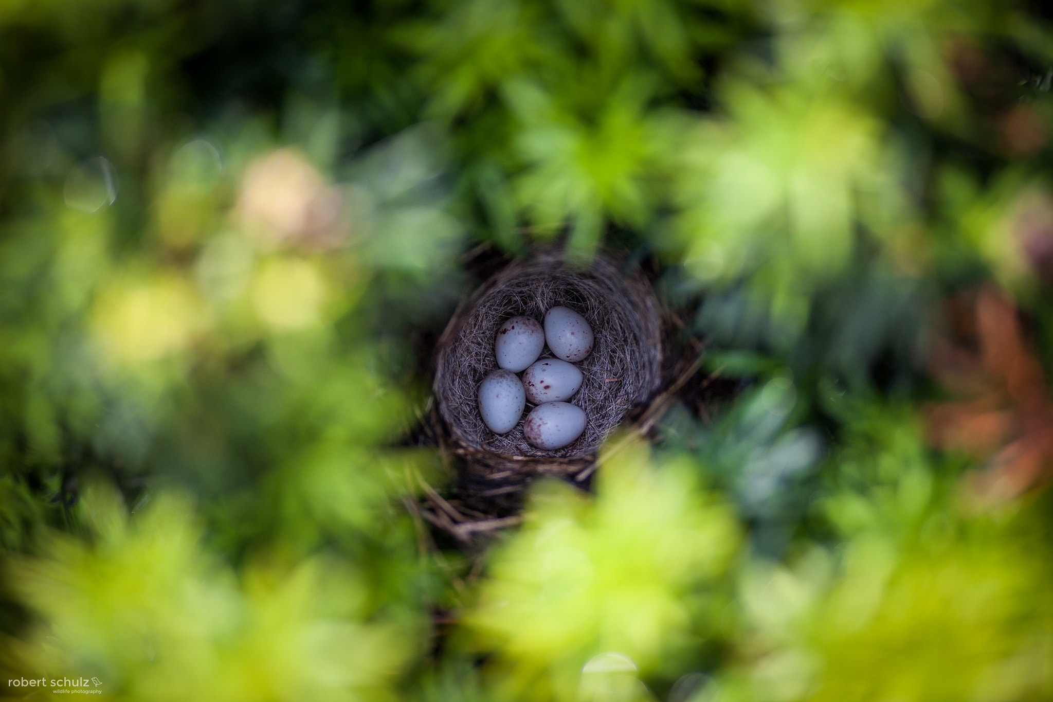 Canon EOS 5D + Canon EF 100mm F2.0 USM sample photo. Birds nest photography