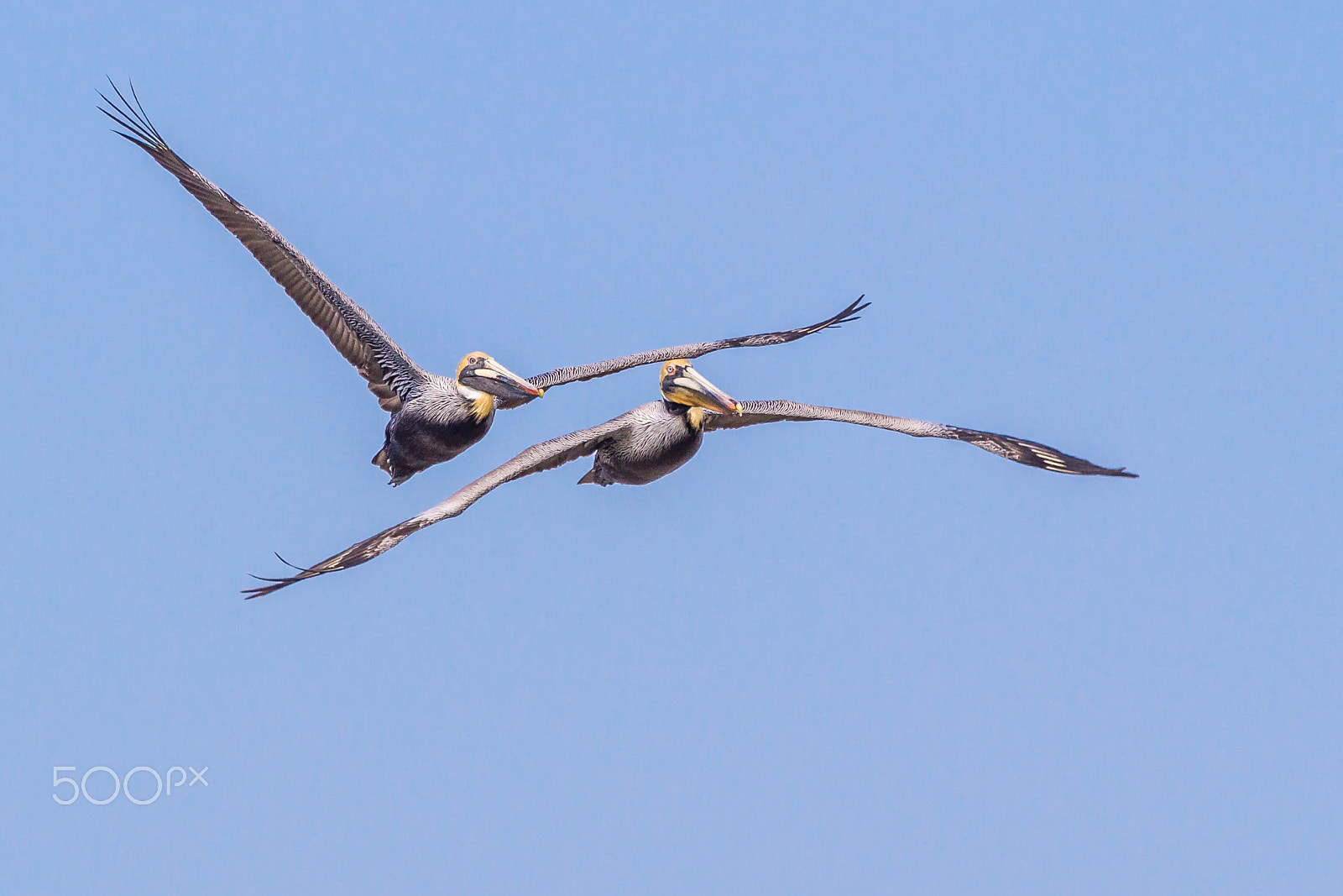Canon EF 100-400mm F4.5-5.6L IS USM sample photo. Tight formation photography