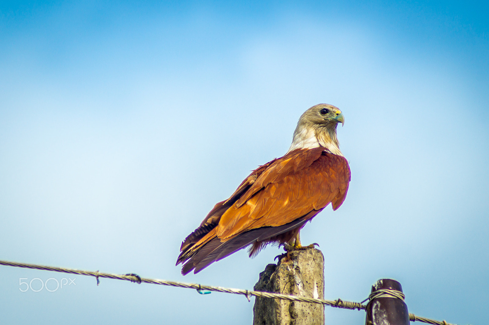 Sony 75-300mm F4.5-5.6 sample photo. Birds of pray photography