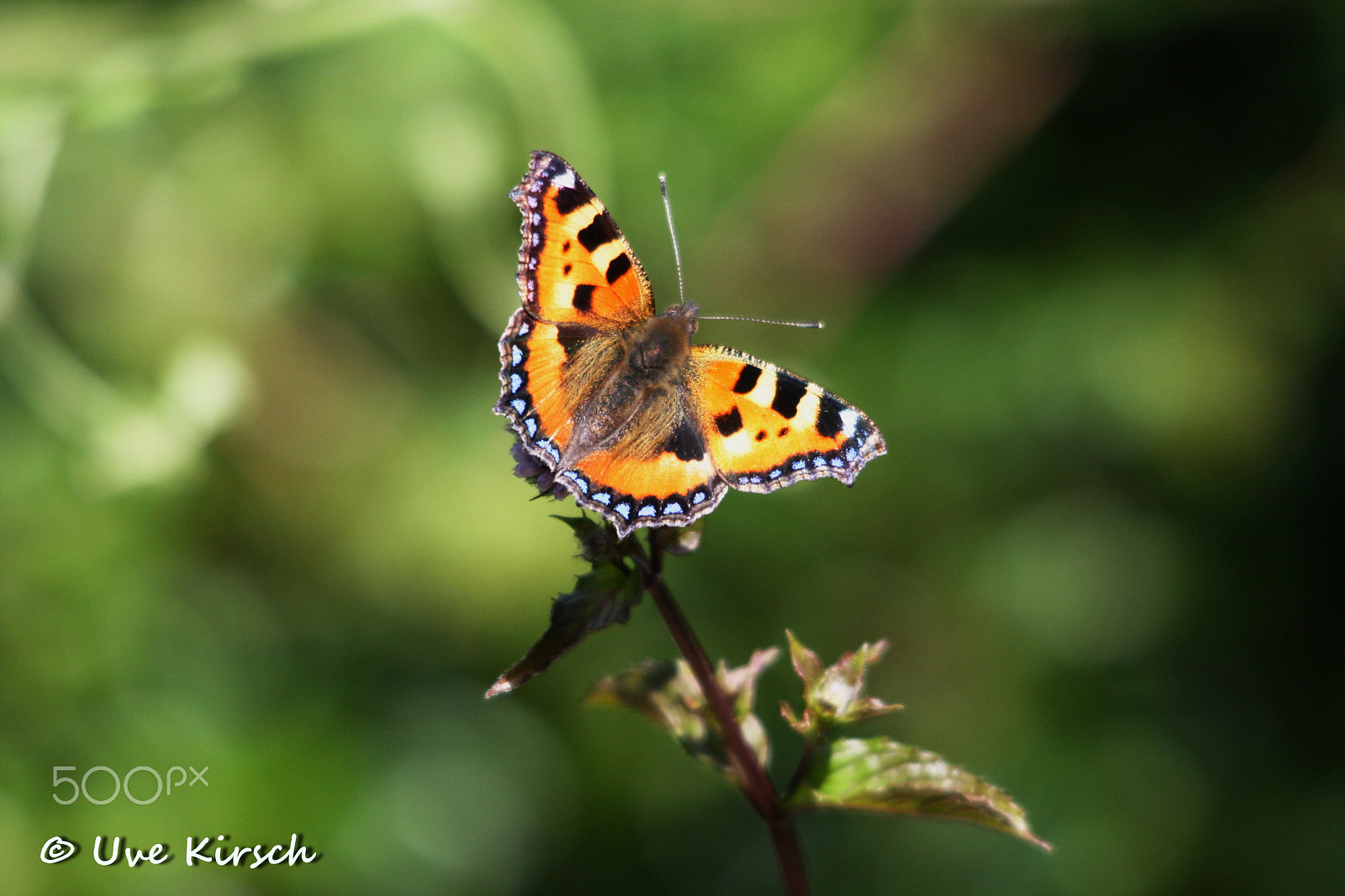 Sigma 150-500mm F5-6.3 DG OS HSM sample photo. Small tortoiseshell photography
