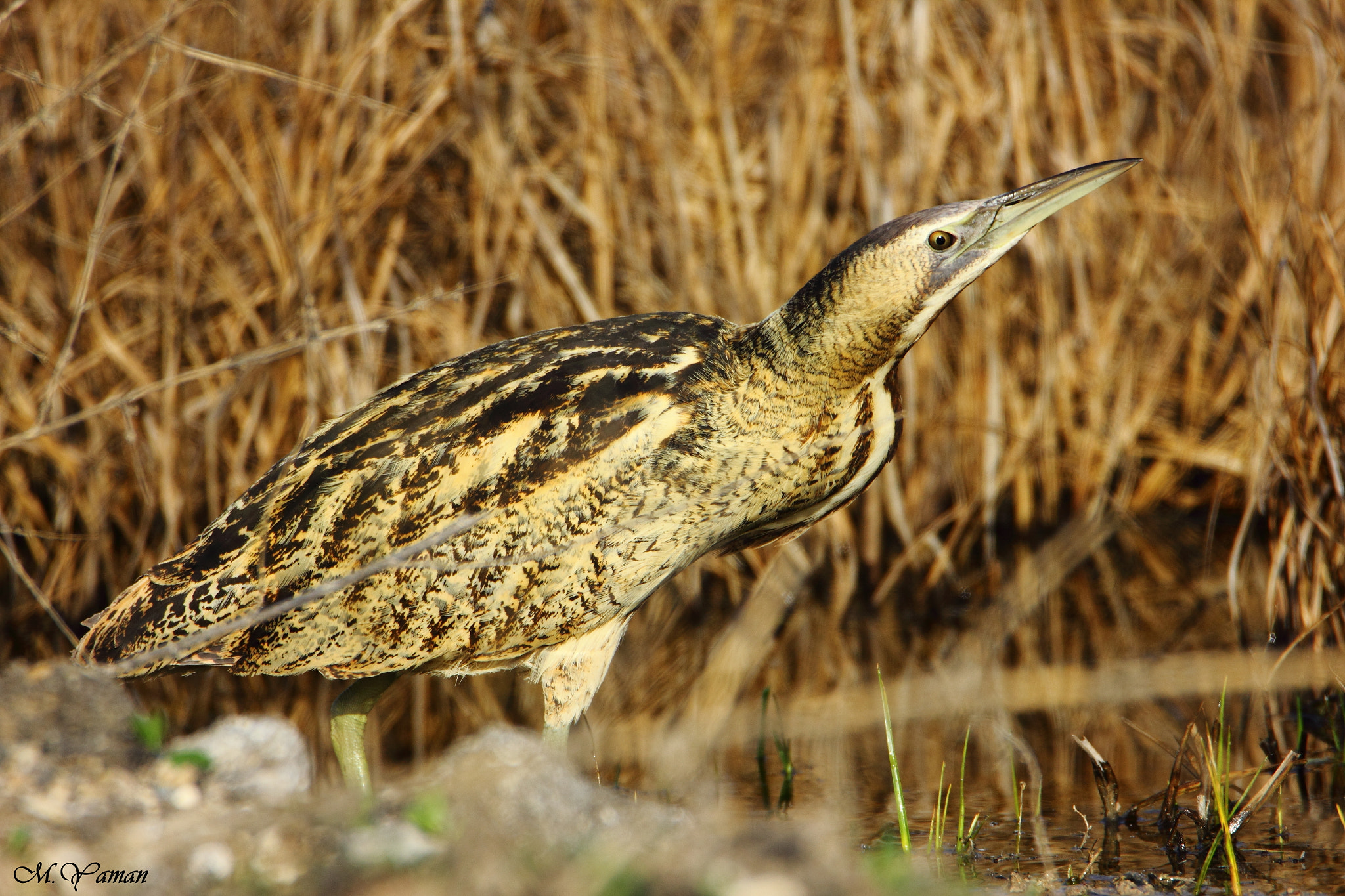 Tamron SP 150-600mm F5-6.3 Di VC USD sample photo. Balaban - eurasian bittern photography