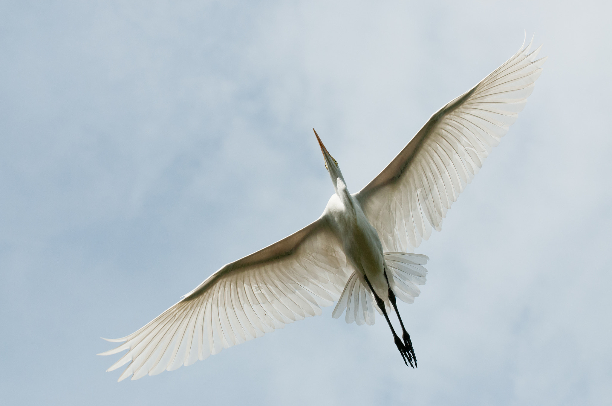 Nikon D300S sample photo. Great egret in flight photography