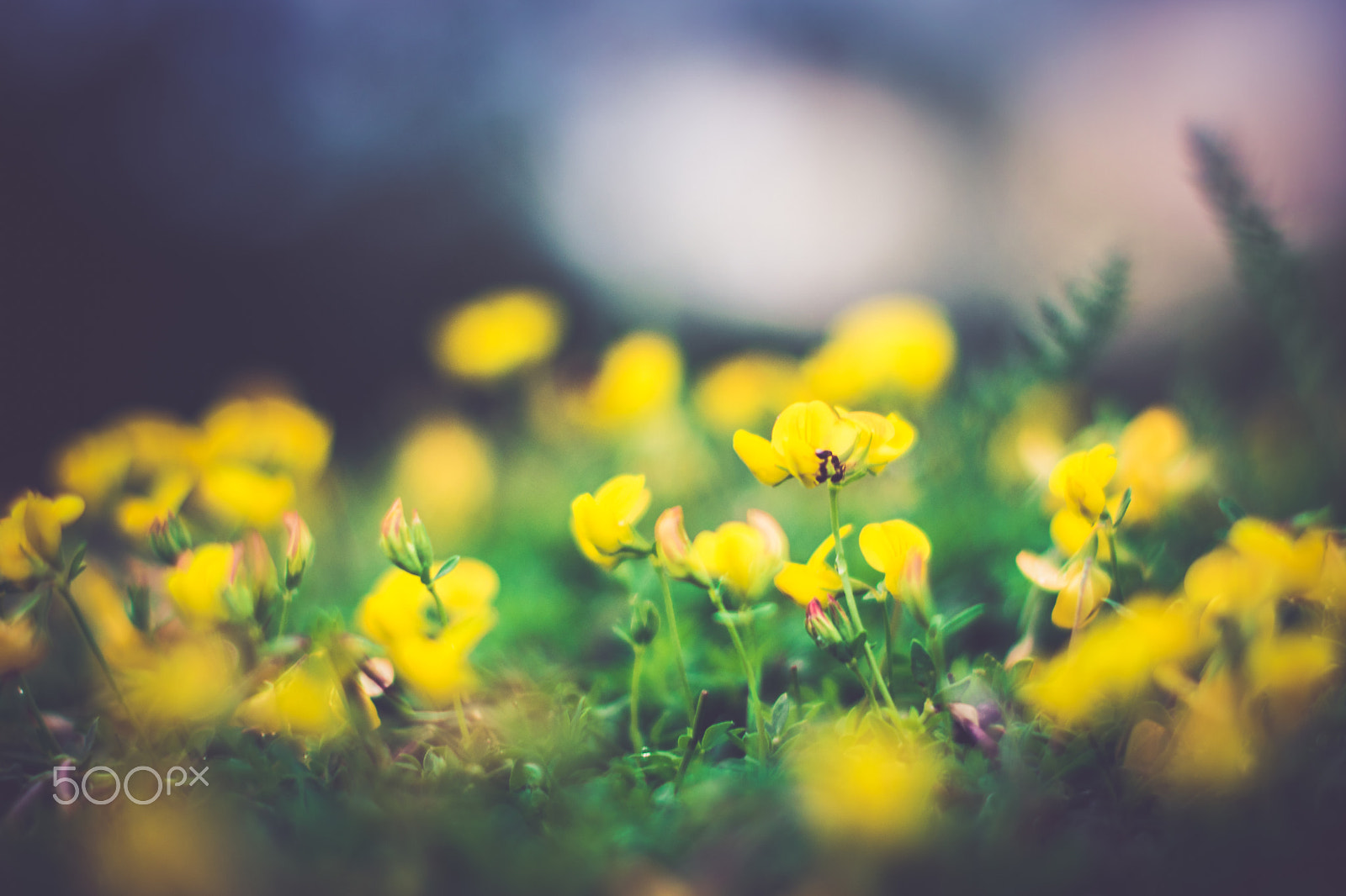 Nikon D5500 + Nikon AF-S Nikkor 50mm F1.4G sample photo. Closeup of yellow flowers photography