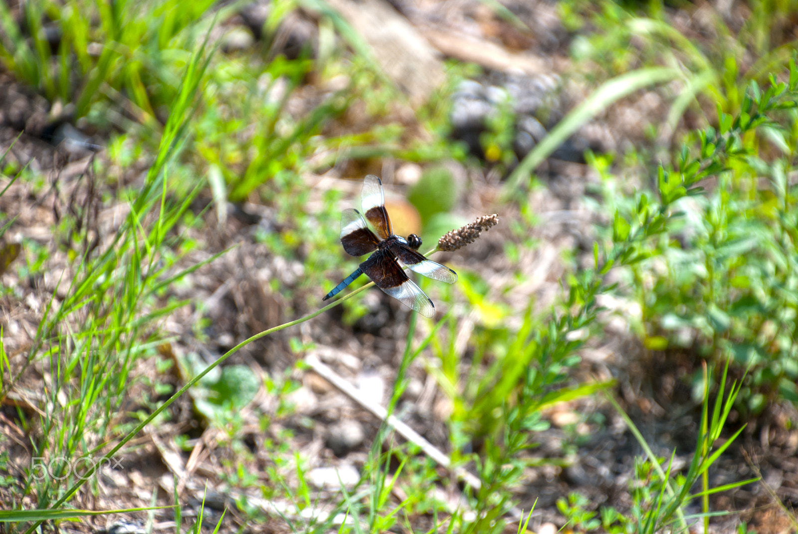 Nikon D40X sample photo. Tishomingo dragonfly photography