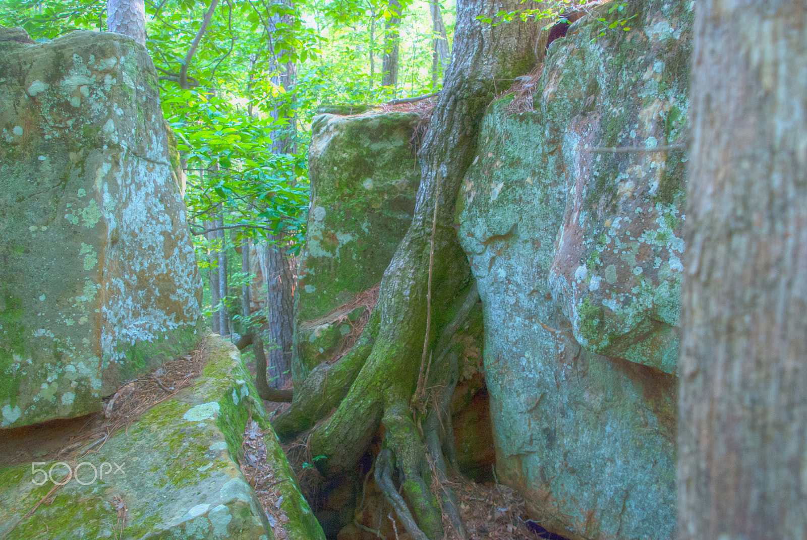 Nikon D40X sample photo. Tishomingo saddleback ridge trail photography