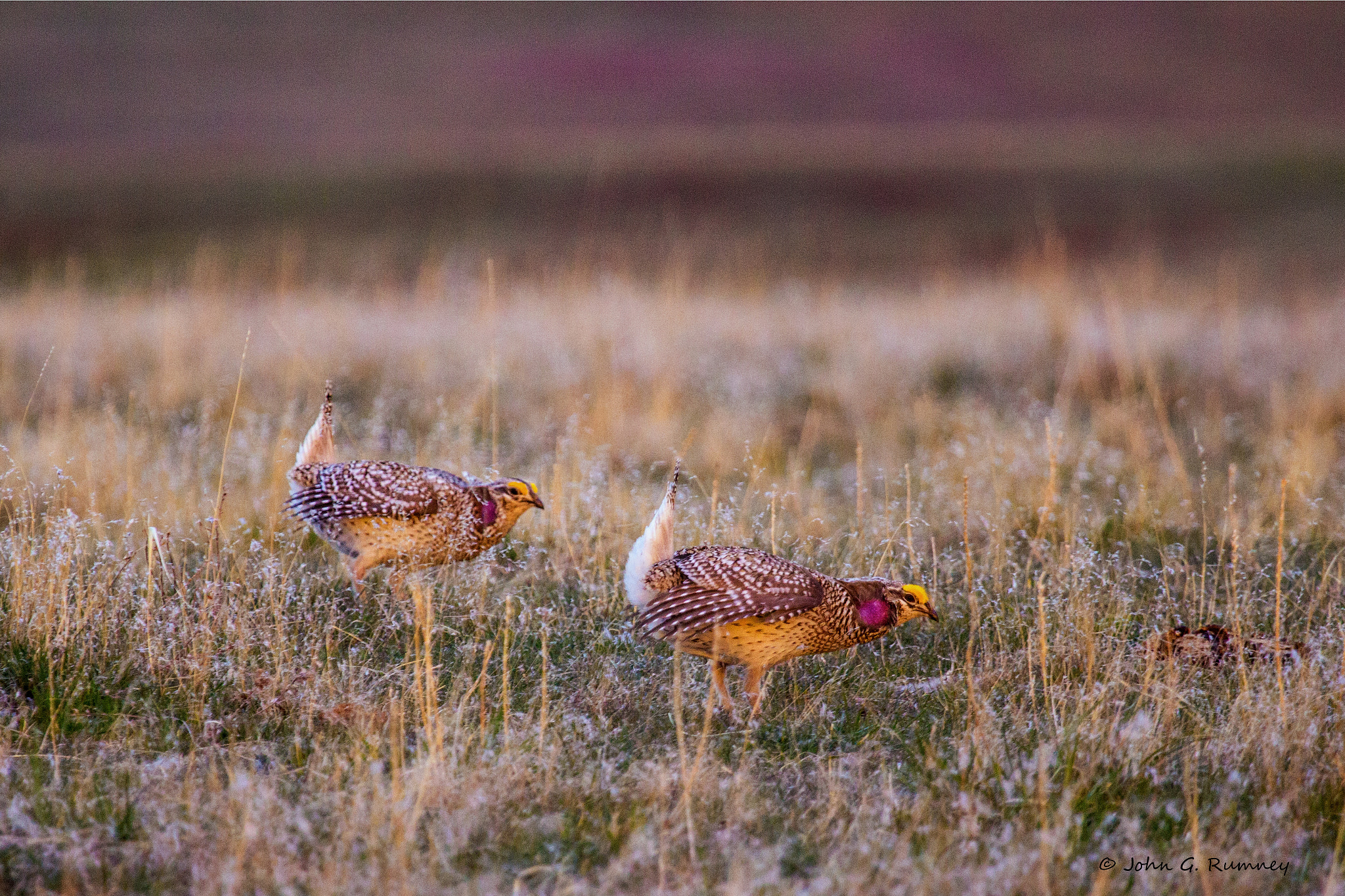 Canon EF 100-400mm F4.5-5.6L IS USM sample photo. Dancing grouse photography