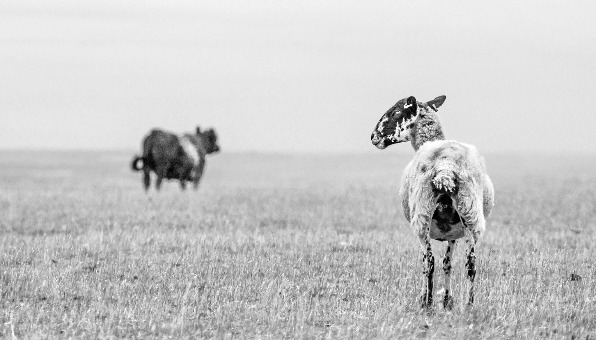 Sony Alpha DSLR-A700 + Minolta AF 70-210mm F4 Macro sample photo. Sheep vs cow photography