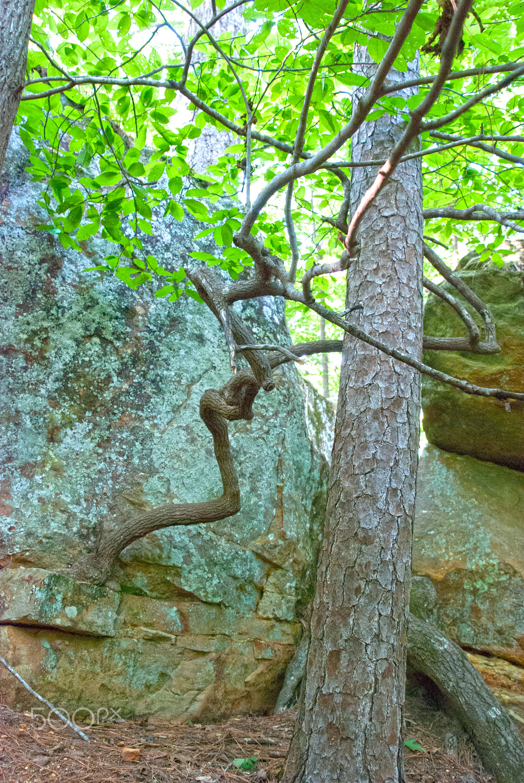 Nikon D40X sample photo. Tishomingo twisted tree photography