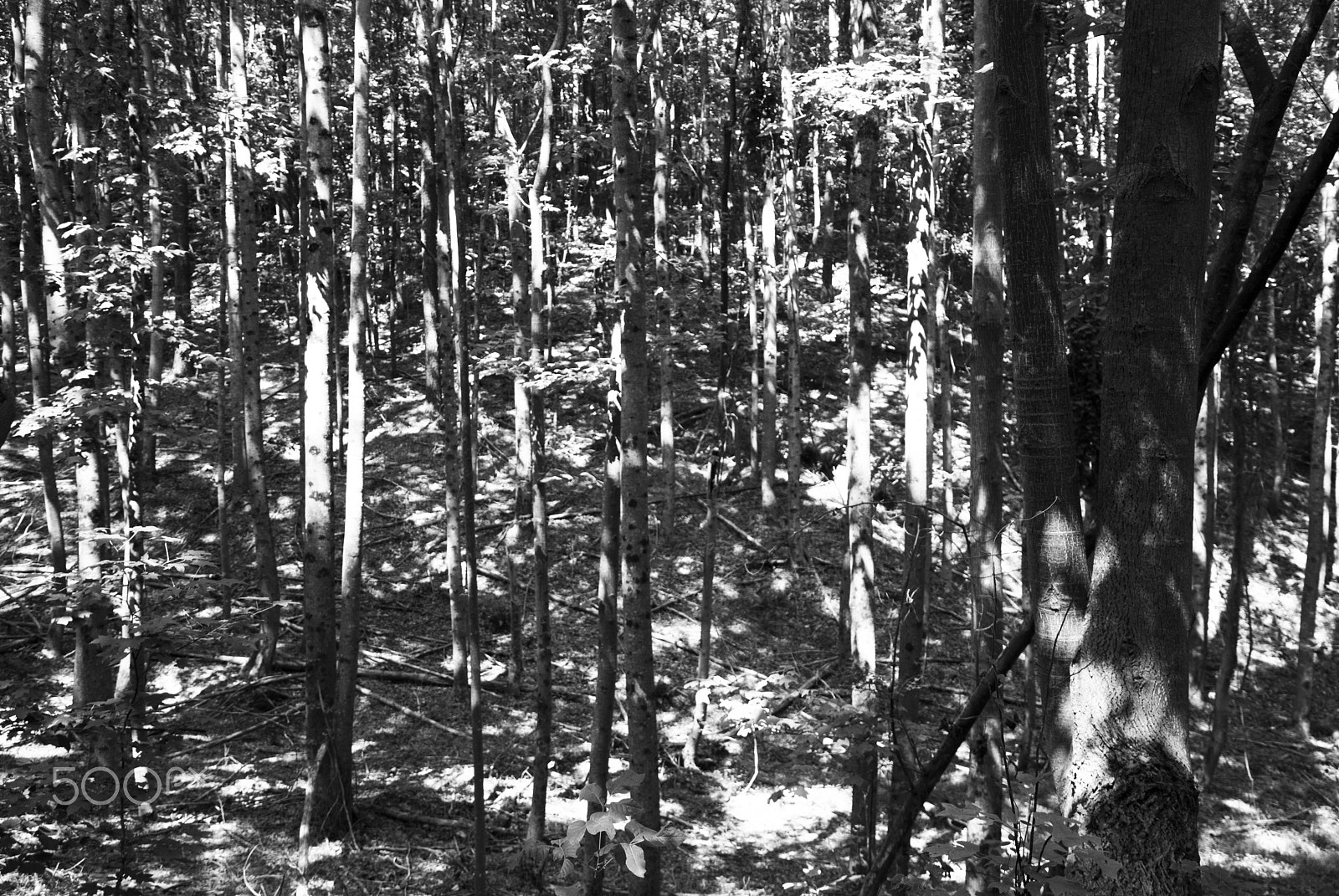 Nikon D40X sample photo. Woodall woods photography