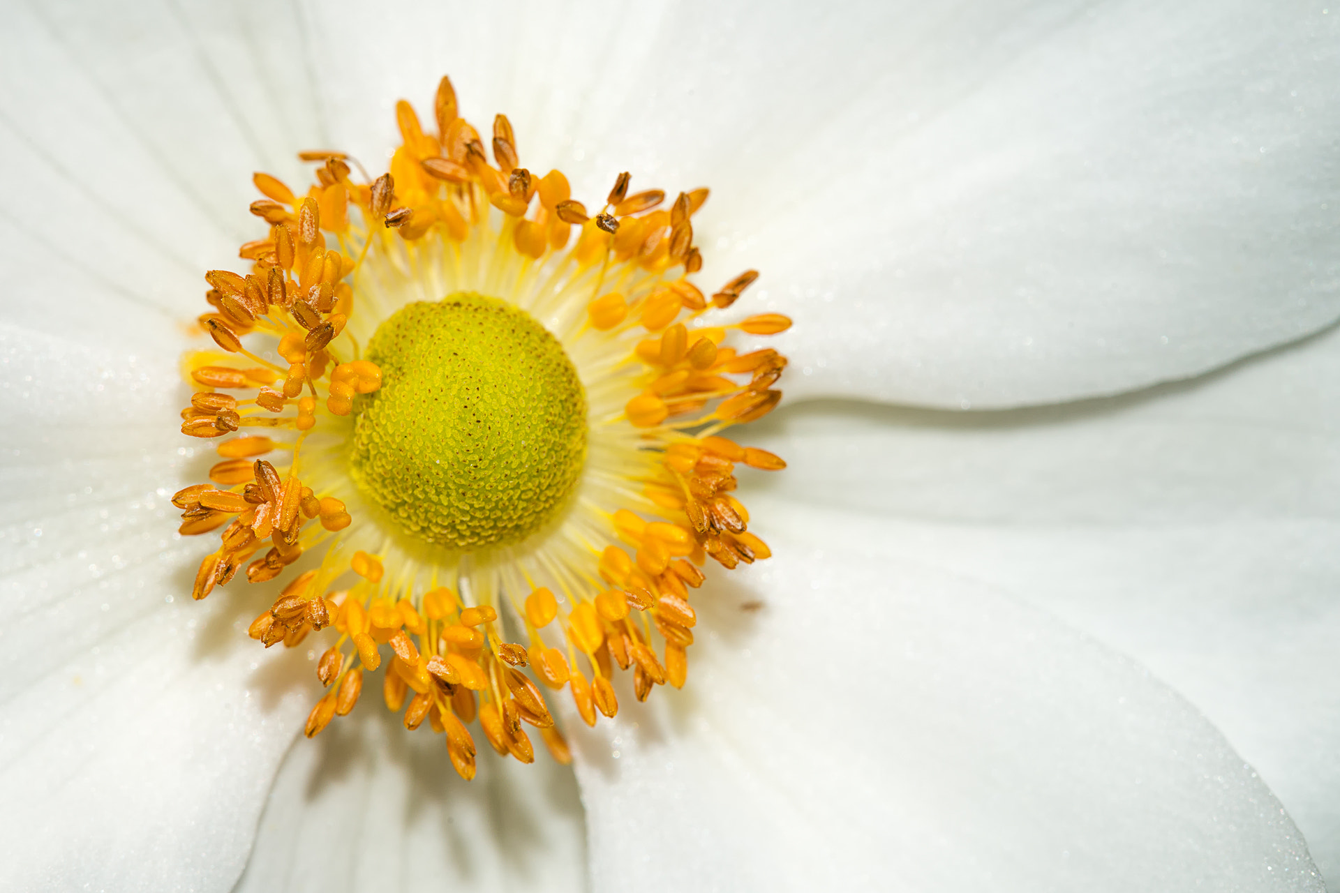 Sony SLT-A99V sample photo. White flower macro photography