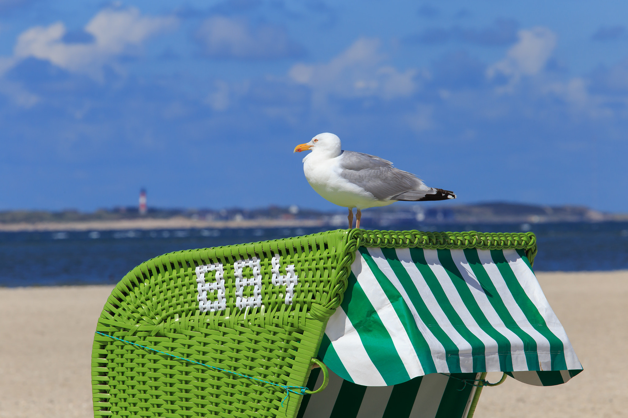 Canon EF 100-400mm F4.5-5.6L IS USM sample photo. Sea gull photography