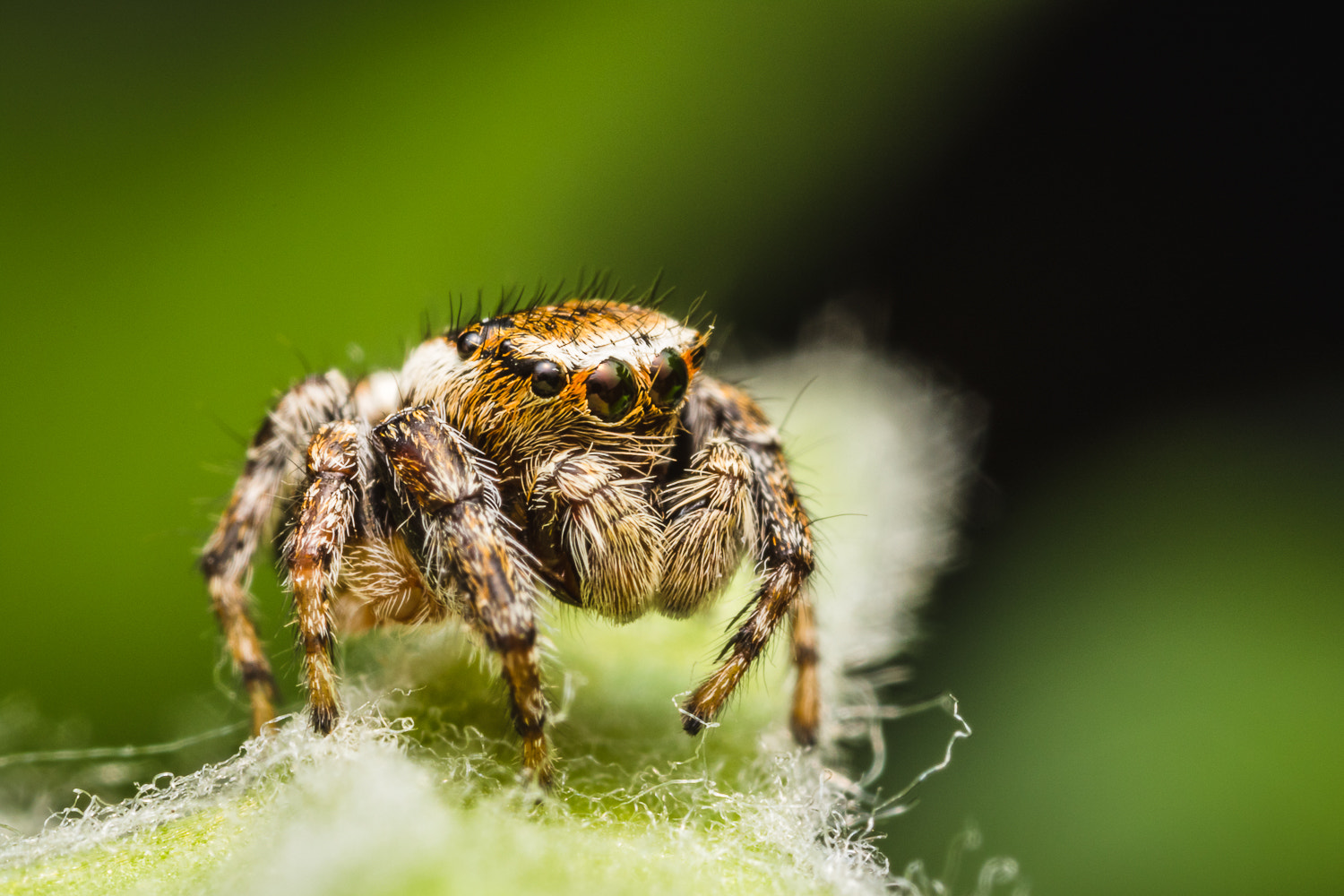 Canon MP-E 65mm F2.5 1-5x Macro Photo sample photo. Jumper photography