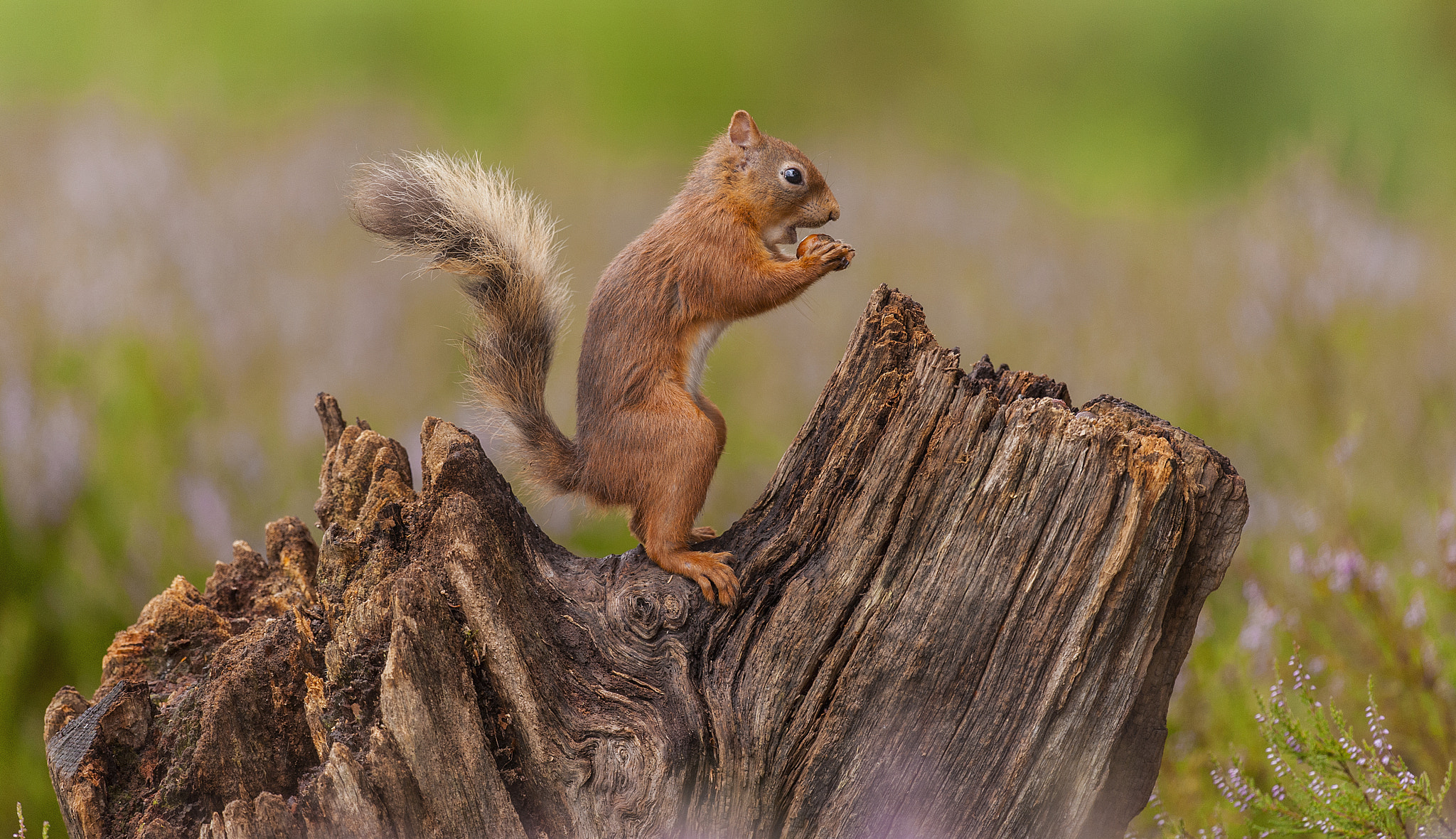 Nikon D700 + Nikon AF-S Nikkor 500mm F4G ED VR sample photo. Red squirrel photography