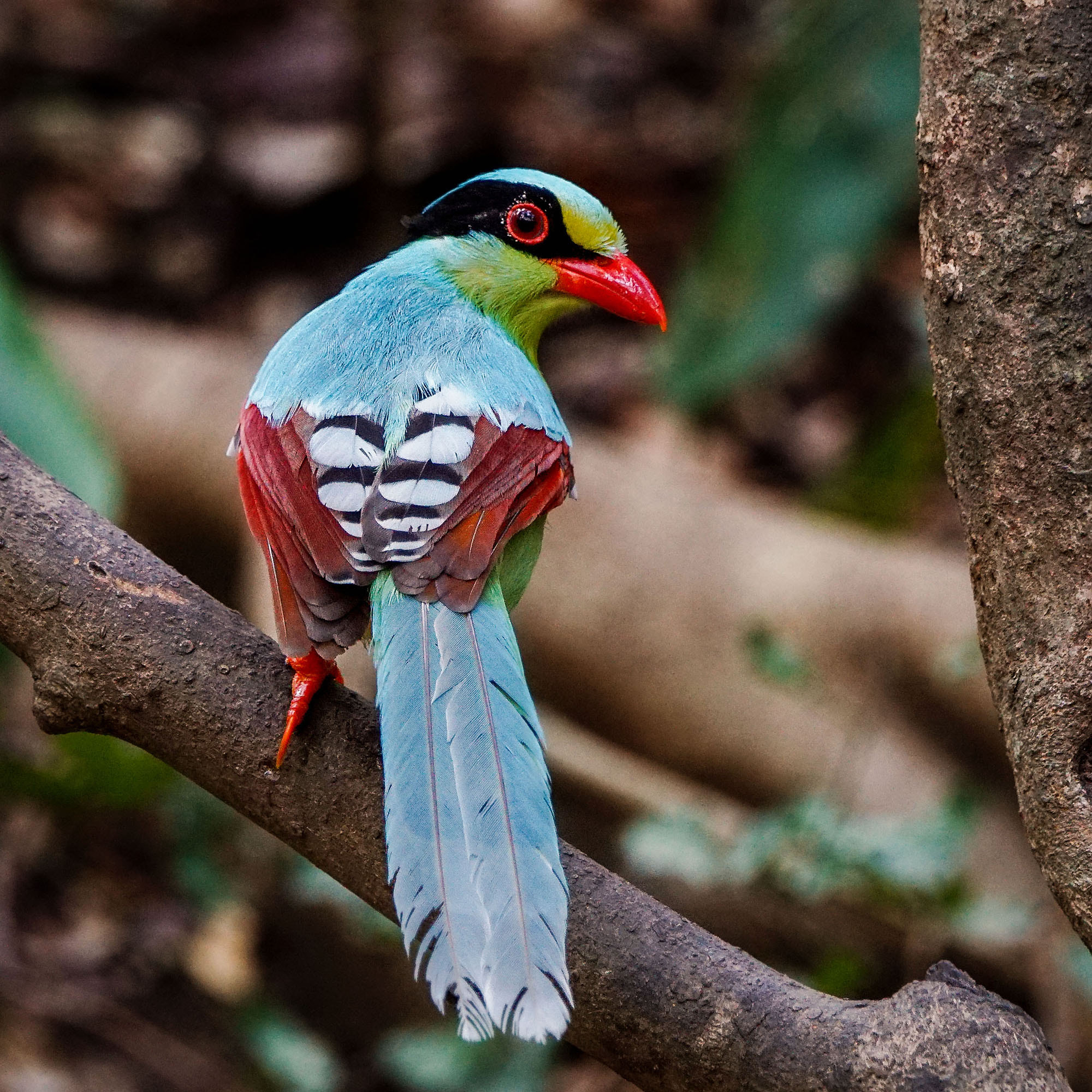 Sony ILCA-77M2 + Sony 70-400mm F4-5.6 G SSM II sample photo. Common green magpie photography